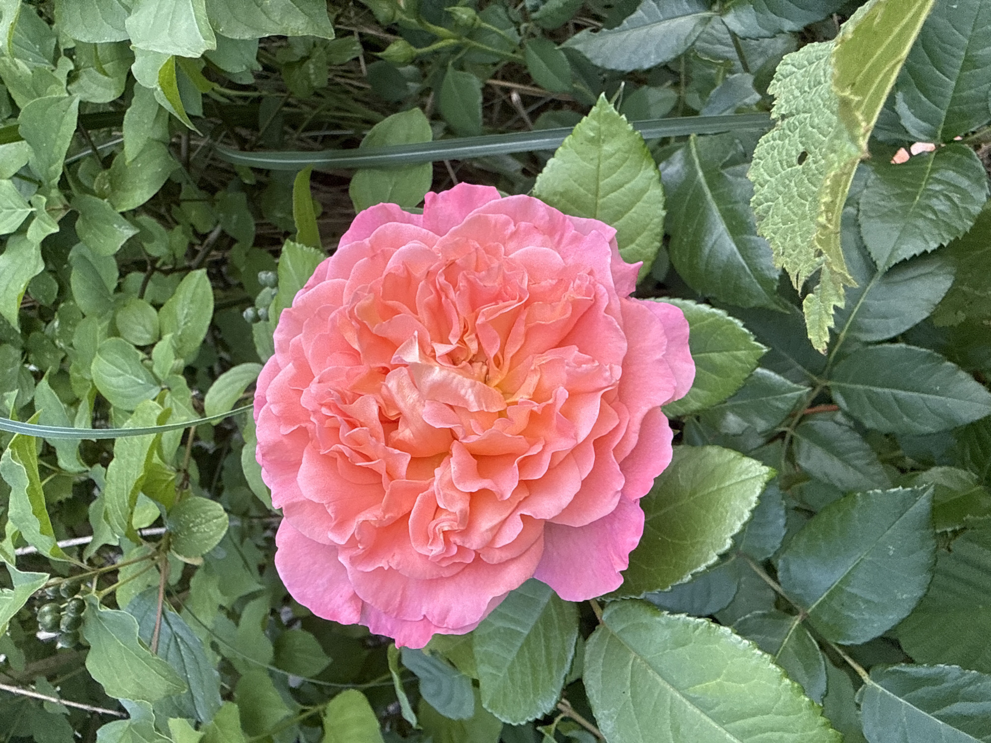 This image features a close-up, overhead view of a vibrant, ruffled pink rose in full bloom, set against a backdrop of lush green foliage. The rose is the clear subject, its petals displaying a gradient of color from a soft peachy-pink at its center to a deeper, richer pink at its outer edges. The intricate layers of petals create a sense of depth and volume. Surrounding the rose are various green leaves, some smooth and others with more textured surfaces, and a few small, dark green berries are visible on a thin stem to the left. The overall impression is one of natural beauty and the peak of summer bloom. The scene is set outdoors, likely in a garden, given the presence of cultivated flowers and dense greenery. There are no people, objects, or visible text in the image. The lighting suggests it might be daytime, possibly a bright or overcast day, as there are no strong shadows. The location context of Bad Salzschlirf, Germany, places this scene within a specific geographical setting, contributing to the understanding of the flora that might be present. The image evokes a feeling of tranquility and appreciation for nature's delicate artistry.