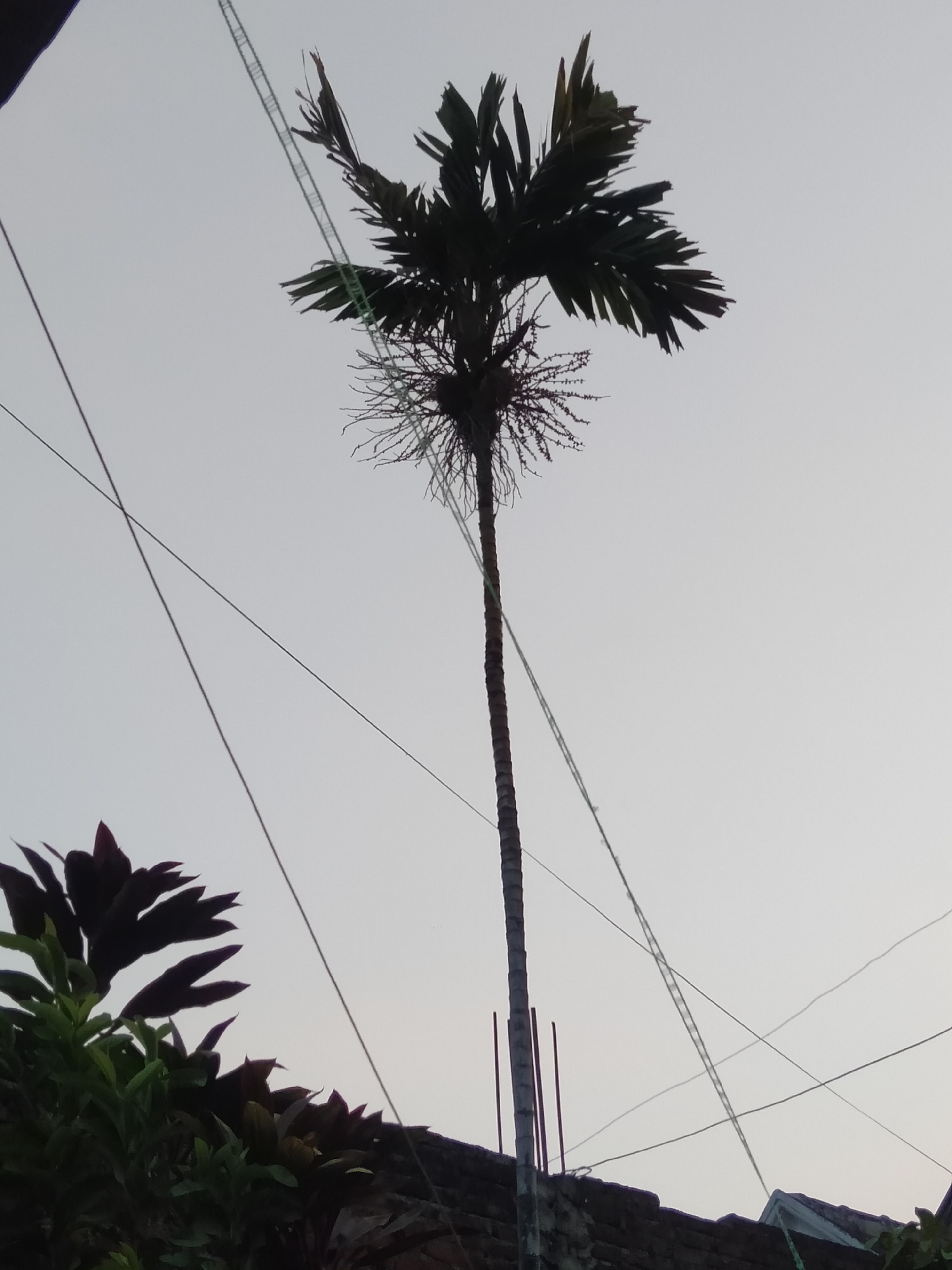 The image shows a tall, slender palm tree silhouetted against a pale sky. The tree has a thin, segmented trunk and a crown of sparse, tattered fronds. Several thin wires crisscross the sky around the tree, some appearing to be power lines or communication cables. In the lower left corner, the dark, leafy tops of other plants are visible, with hints of red or purple foliage. The very top of a dark-tiled roofline is also present at the bottom of the frame, suggesting an outdoor, possibly residential, setting. There are no people or animals visible in the image. The overall impression is one of a simple, possibly rural or suburban, outdoor scene with the palm tree as the dominant subject. The lighting suggests it is either early morning or late afternoon.