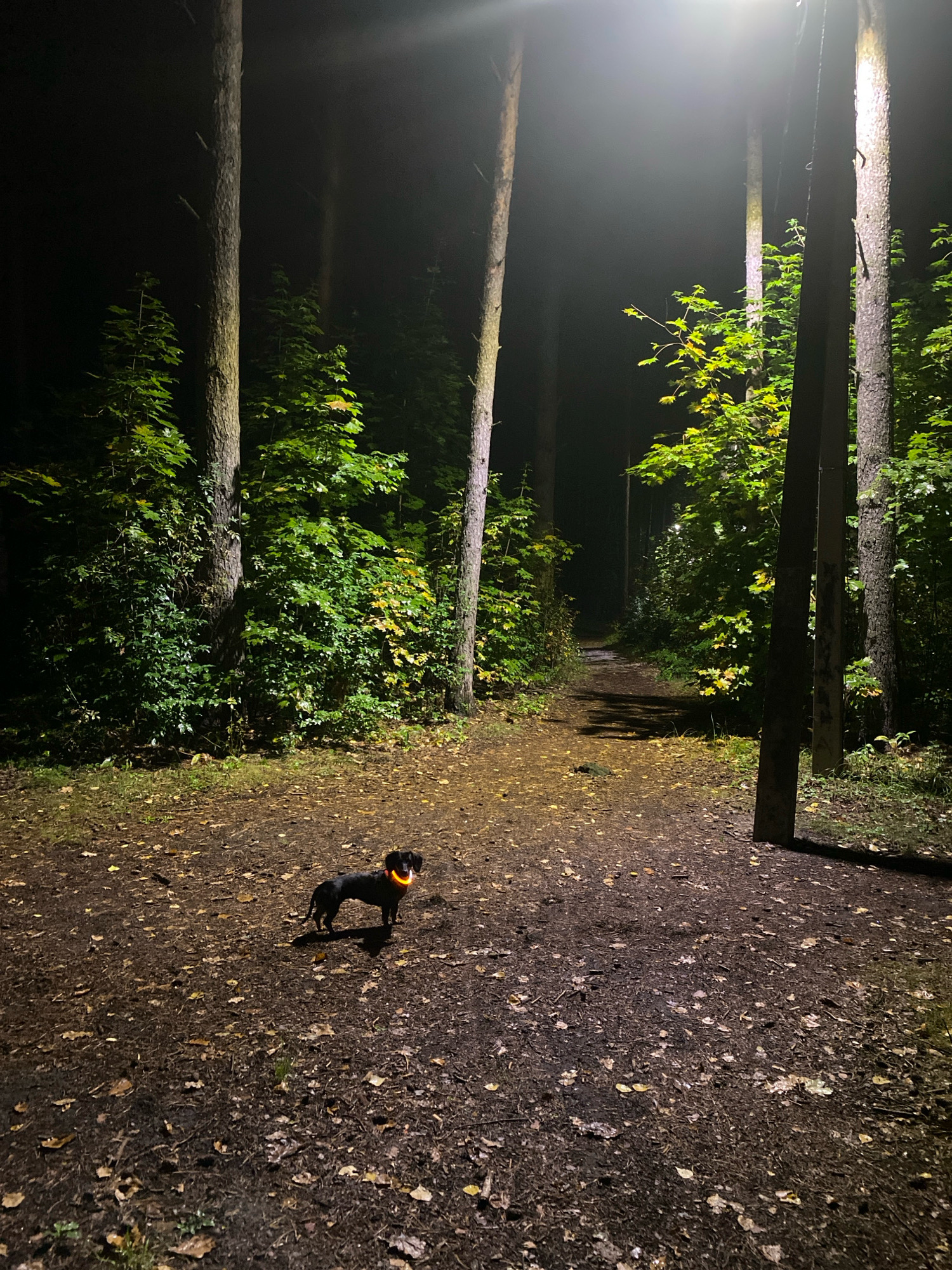 A small, black dachshund with an orange reflective collar stands on a leaf-strewn dirt path in a forest at night. The path, illuminated by a bright overhead lamp, curves to the right and disappears into the dense trees. The trees, primarily pines and deciduous trees with green and yellowing leaves, surround the path, creating a dark and somewhat mysterious atmosphere. The ground is covered with fallen leaves and twigs, and some patches of grass are visible. The overall scene suggests a walk in a park or forest area. The image was taken in Zarechny, Russia.