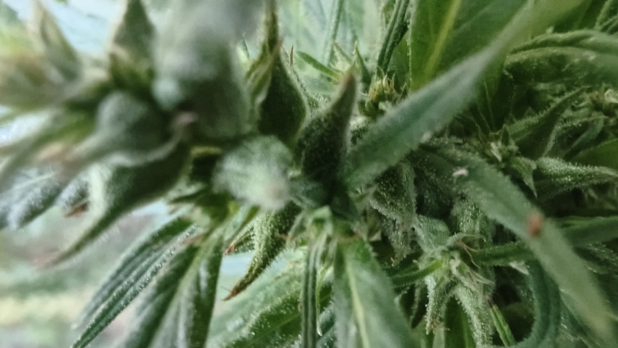 A close-up, macro photograph captures the intricate details of a cannabis plant's flowering stage. The image focuses on the dense, trichome-covered buds, showing the fine hairs and pistils that characterize this phase of growth. Green leaves with serrated edges form the backdrop, with some appearing slightly blurred due to the shallow depth of field. The lighting suggests an indoor growing environment, with soft illumination highlighting the crystalline structures on the buds. There are no people or other objects present in the frame, and the scene is devoid of any environmental context that would place it in Mikhaylovka, Russia, or any specific city.