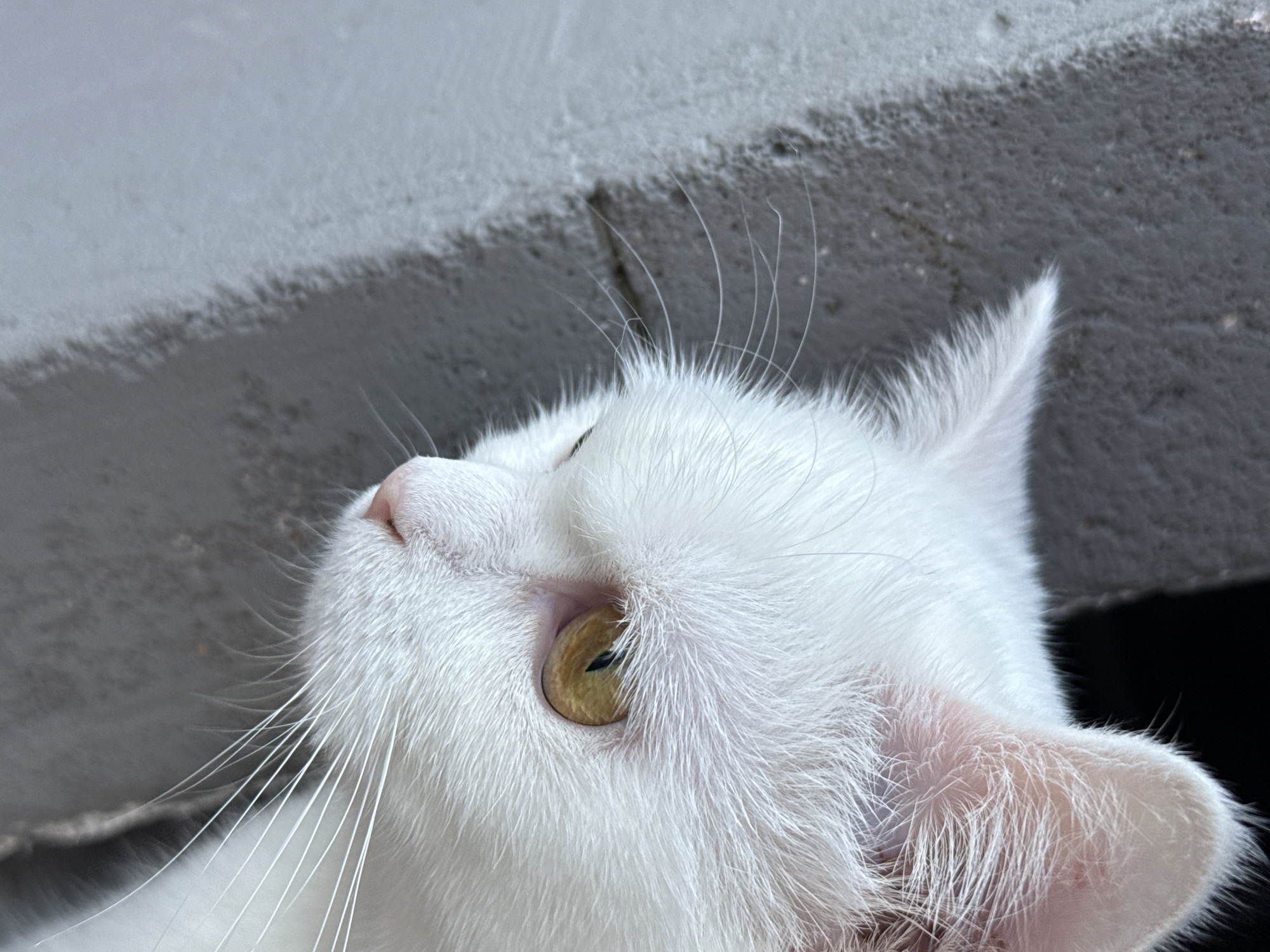 A close-up, profile view shows the head of a white cat looking down and to the left. The cat has yellow eyes, a pink nose, and long white whiskers. The background is a textured, gray wall, with a dark shadow on the right side. The image appears to be taken outdoors, possibly in an urban setting, but the specific location is unknown.