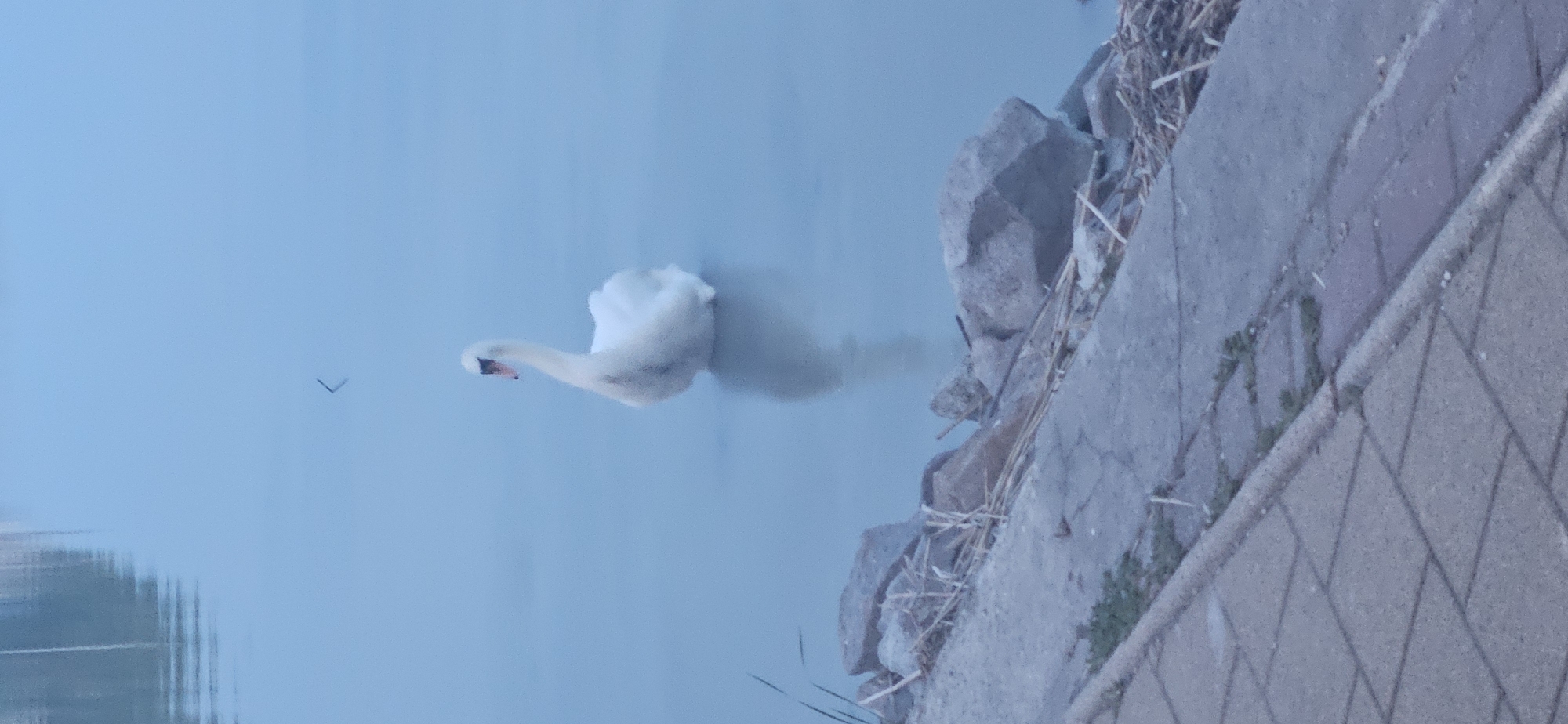 A lone white swan is partially submerged in the calm, pale blue water of Lake Balaton, its reflection clearly visible beneath it. The swan is positioned slightly off-center to the right, facing left with its neck gracefully curved. Its plumage appears soft and downy.
In the foreground, a paved walkway, made of grey interlocking stones, runs diagonally from the bottom left corner of the image upwards and to the right. A concrete curb separates the walkway from the rocky shoreline. The shoreline is composed of several large, grey stones and scattered dry reeds. The water's edge meets the rocky bank.
The overall lighting suggests it is either early morning or late evening, with a soft, diffused light creating a serene atmosphere. The far background is obscured by a light haze, and the surface of the lake reflects the muted colors of the sky and surroundings. The scene appears to be located in Keszthely, Hungary, on the shore of Lake Balaton. There are no people or animals other than the swan visible in the image.