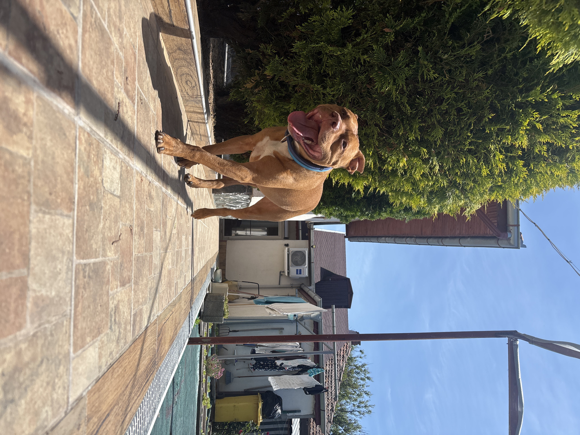 The image depicts a tan-colored dog with a blue collar standing on a brick-tiled surface. The dog has its tongue out and appears to be panting. A green hedge is visible behind the dog, along with sections of a building. In the background, a clothesline is strung with laundry hanging to dry. A blue sky is visible above the buildings. The location is Lom, Bulgaria, discernible from the "Haier" AC unit visible near the laundry line.