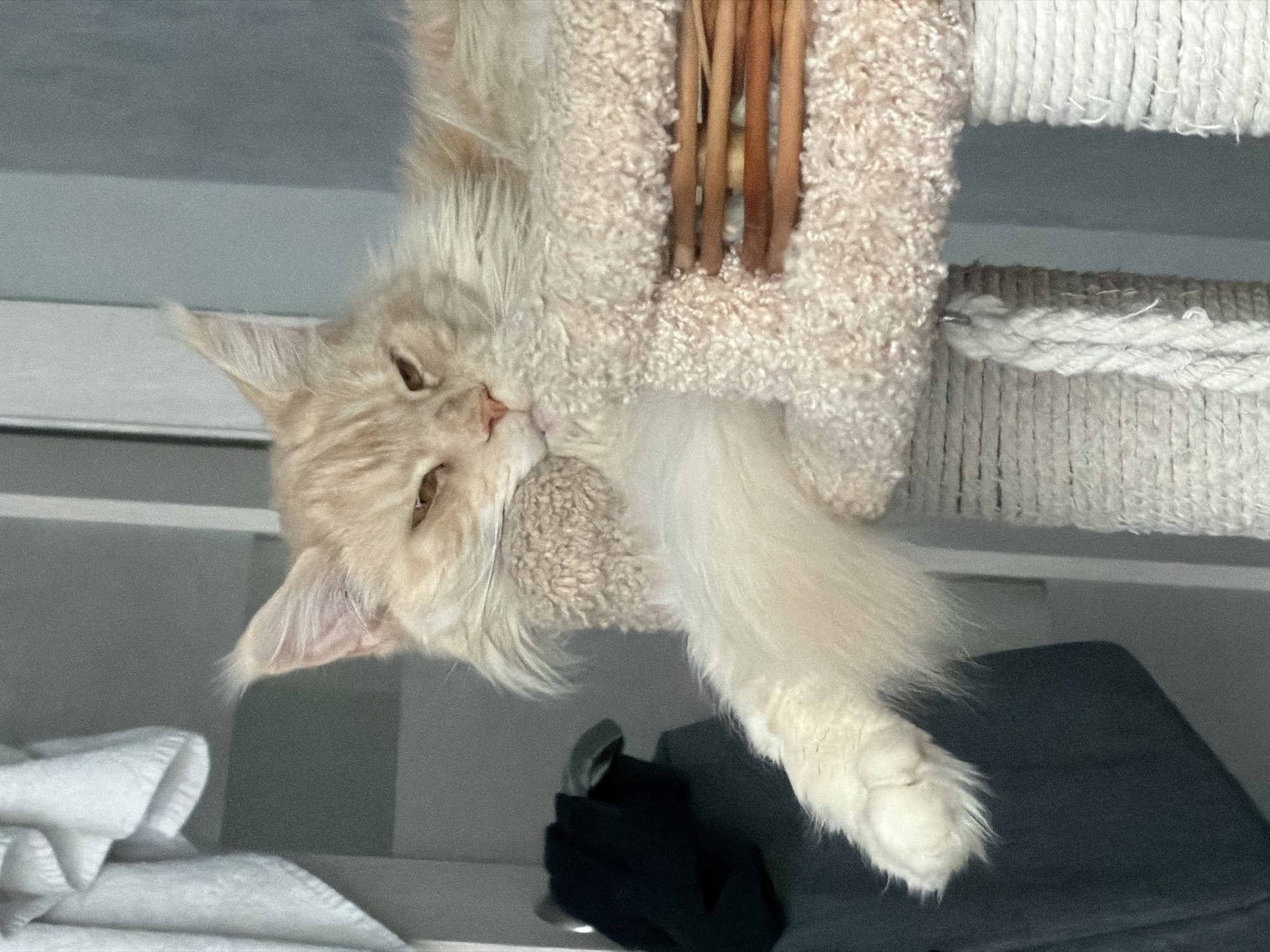 A tan cat is lying on a cat tree. The cat's face and left ear are visible. The cat tree is beige with a textured covering and brown vertical supports. Below the cat tree is a shelf with a pile of folded white towels and a dark-colored object. The location is not identifiable from the image.