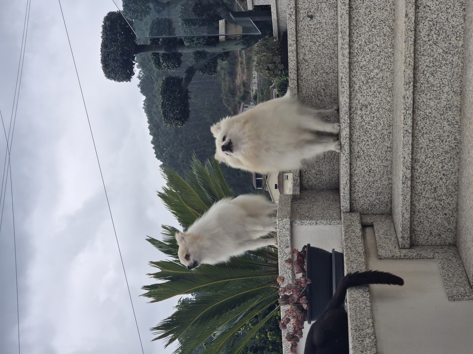 The image depicts an outdoor scene with two fluffy white Pomeranian dogs. One dog is positioned on a granite ledge with a potted succulent in front of it, and a large palm frond behind it. This dog is looking to its left. The second dog is sitting on a lower granite step, looking upwards. In the background, a wooded hillside with houses and trees is visible under a cloudy sky. A black cat's tail is visible hanging over the edge of the ledge in the lower left corner of the image. The scene appears to be in a residential area, possibly in Barcelos, Portugal, given the architectural style and vegetation.