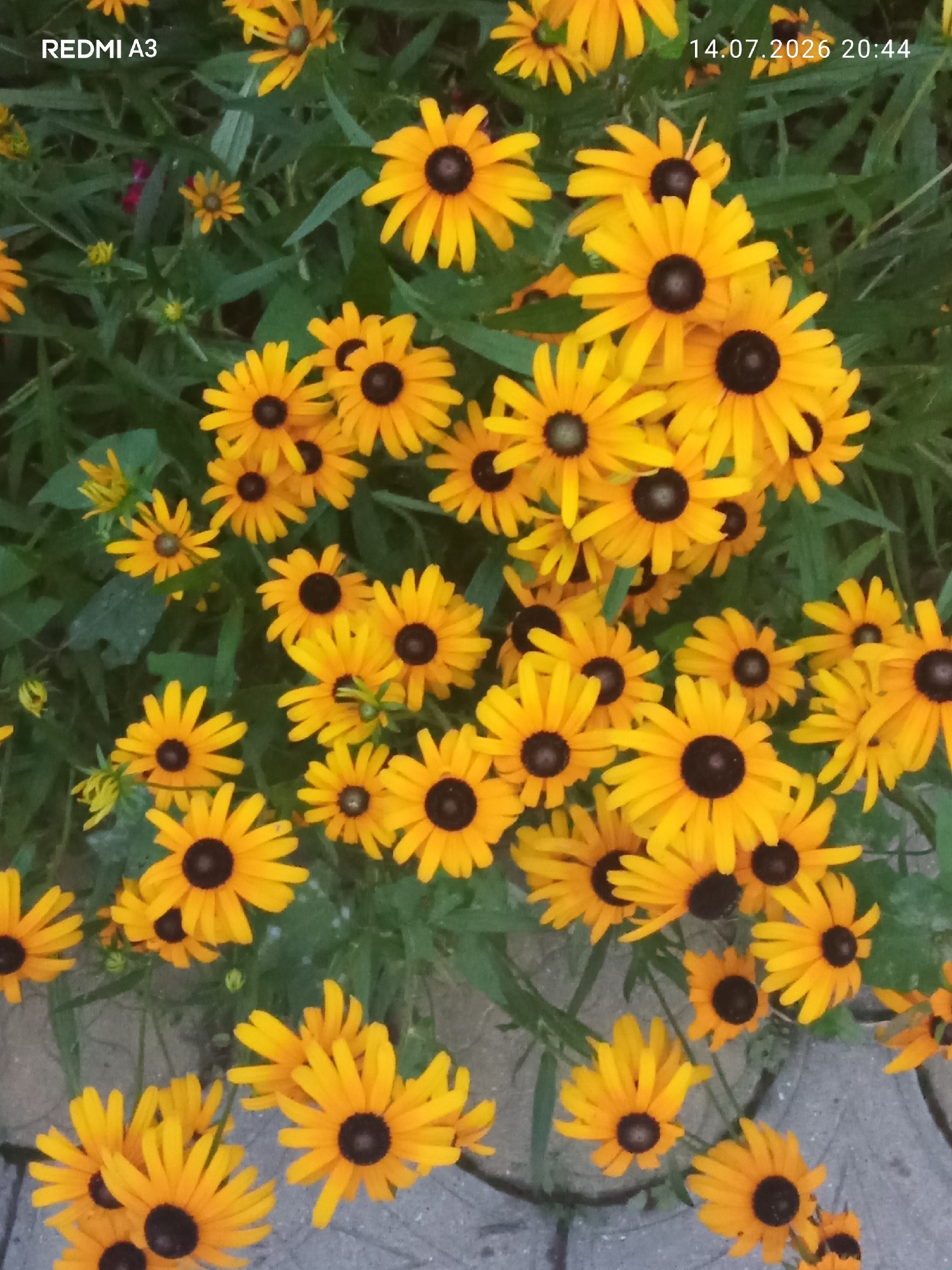 The image displays a close-up, high-angle view of numerous Black-eyed Susans in bloom, interspersed with green foliage. The flowers are predominantly yellow with dark brown centers. Some flowers are fully open, while others are in bud or partially closed. The background consists of green leaves and stems, with glimpses of a textured, possibly stone or concrete, surface at the bottom. The lighting suggests it is daytime, with some shadows present. The upper left corner of the image contains white text reading "REDMI A3", and the upper right corner has white text reading "14.07.2026 20:44". There are no people or animals visible in the image. The scene appears to be an outdoor garden or natural setting. The provided information about Markhiaul, Abkhazia, is not visually represented in the image itself and cannot be inferred from the visual content.