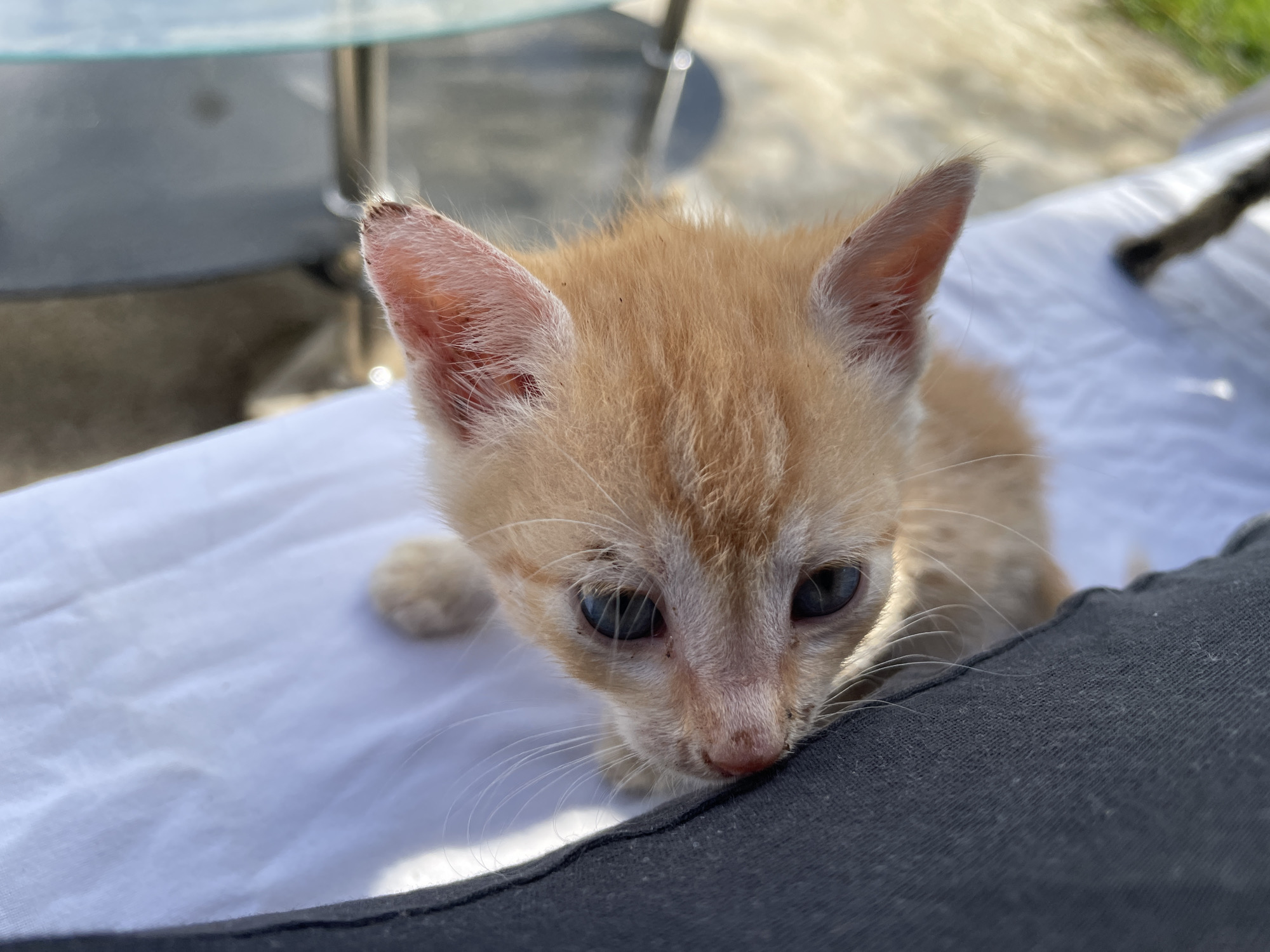 A close-up captures a small, ginger kitten. The kitten has its face nuzzled against a person’s dark grey clothing, with the kitten resting on a white surface. Part of a glass table and chairs are visible in the background, softly suggesting an outdoor setting. The photograph was taken during daylight hours. The location is Zlatograd, Bulgaria.