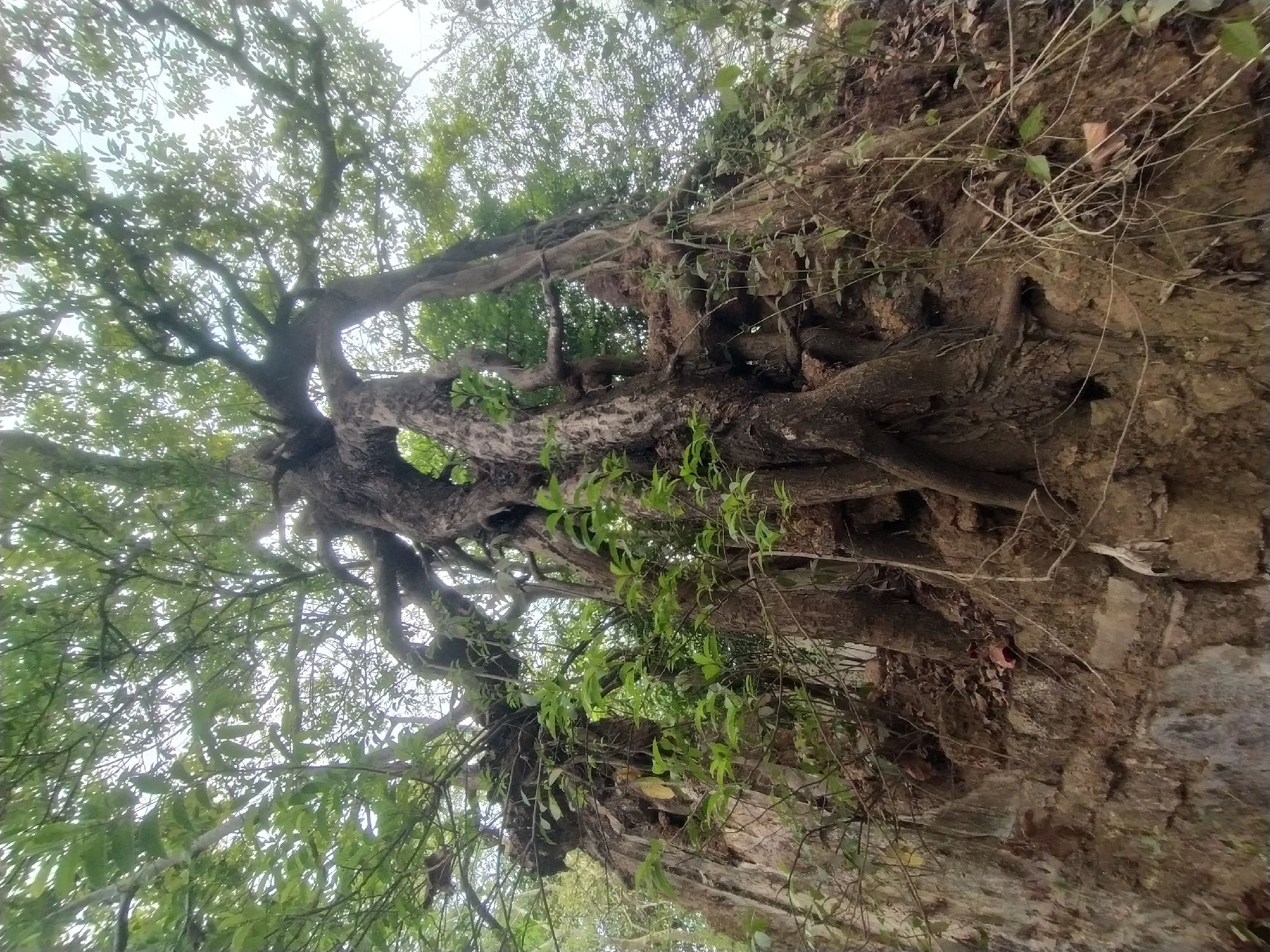 A ground-level, upward-angled shot depicts a large tree with substantial roots and branches against a bright sky, potentially located in Marna, India. The roots appear interwoven with a stone structure, suggesting the tree is growing out of or adjacent to a wall or embankment. Some areas of the root structure are covered in moss or small plants. The branches are full of green leaves, creating a dense canopy that filters the sunlight. The overall scene suggests a natural environment coexisting with man-made structures.