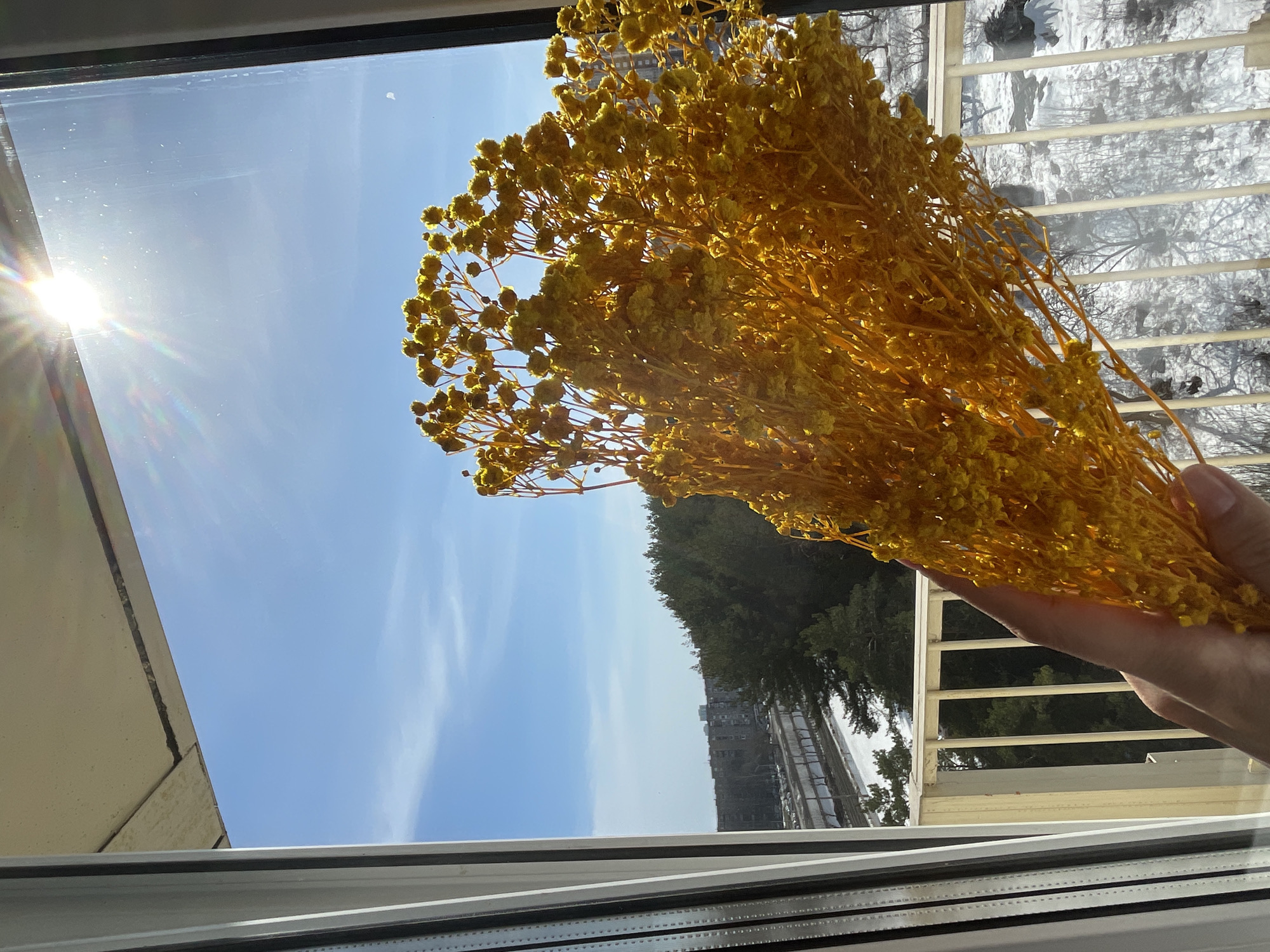 A hand holds a bouquet of dried yellow flowers in front of a window. Outside the window, there is a clear blue sky and sunshine reflecting off the window pane. In the background, there is a building, trees and a snowy balcony. Based on the reference location Izhevsk, Russia, it is likely that the snowy area outside the window is reflecting a winter scene.