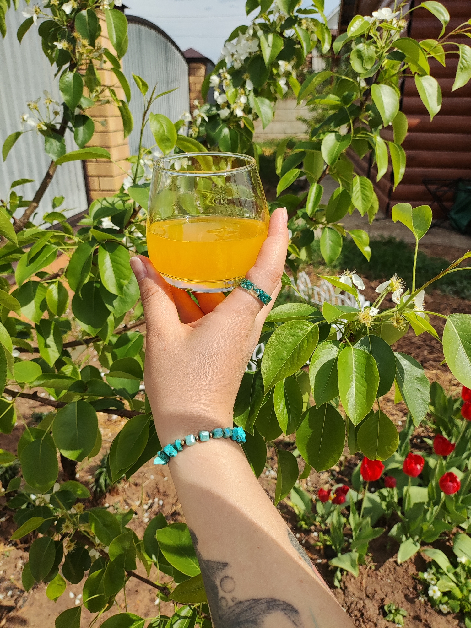 A hand holds a glass of orange liquid in front of lush foliage, with red tulips and flowering plants visible in the background. The foliage appears to be part of a tree or large bush. The hand wears a turquoise bracelet and a green ring. In the blurred background, a brick structure, a corrugated metal fence, and a wooden building are discernible, suggesting a residential area. The context, indicated to be Noviy, Russia, suggests this could be a private garden or yard during a sunny day.