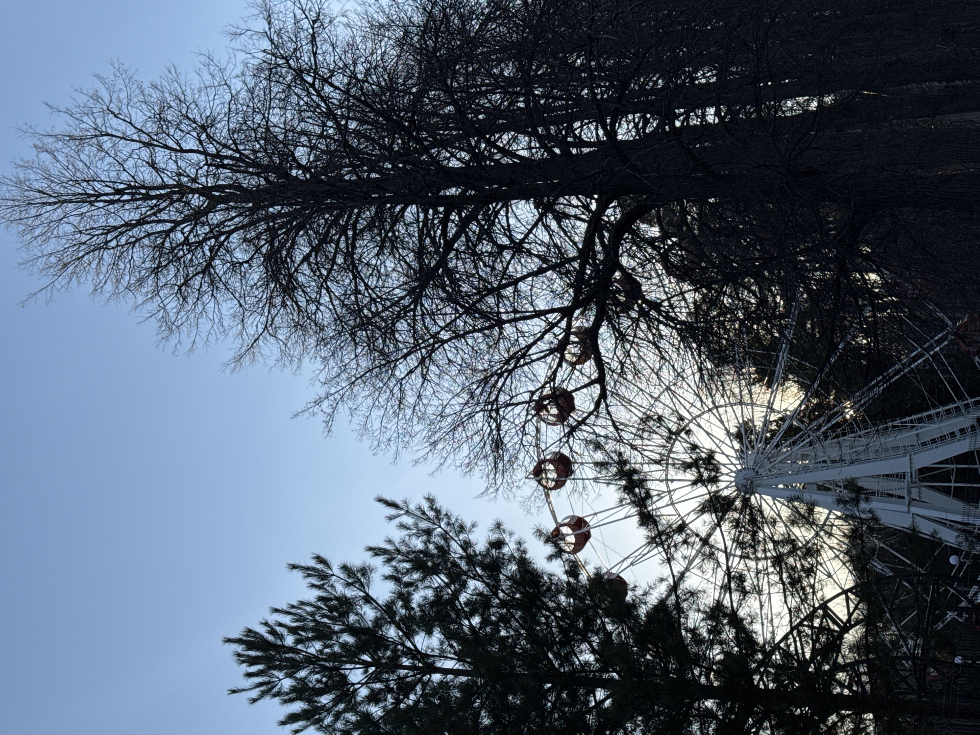 The image captures a low-angle, upward view of a clear, light blue sky, framed by the dark silhouettes of various trees and a Ferris wheel. In the upper left, the intricate, bare branches of a deciduous tree spread across the sky. Towards the bottom and right, a dense evergreen tree with needle-like leaves forms another dark foreground element.
Between the trees, a large white Ferris wheel is prominently featured, with its radial structure and several passenger cabins partially visible. The cabins are distinctly colored with red accents, standing out against the bright backdrop. The scene is heavily backlit, making the trees and parts of the Ferris wheel appear as dark, stark silhouettes against the illuminated sky.
No specific activity or event is taking place; the image presents a static scene. The presence of the Ferris wheel suggests a location such as an amusement park or a public park. The time of day appears to be daytime, characterized by a bright, clear sky with no visible clouds. There is no visible text in the image. The location context is Izhevsk, Russia.