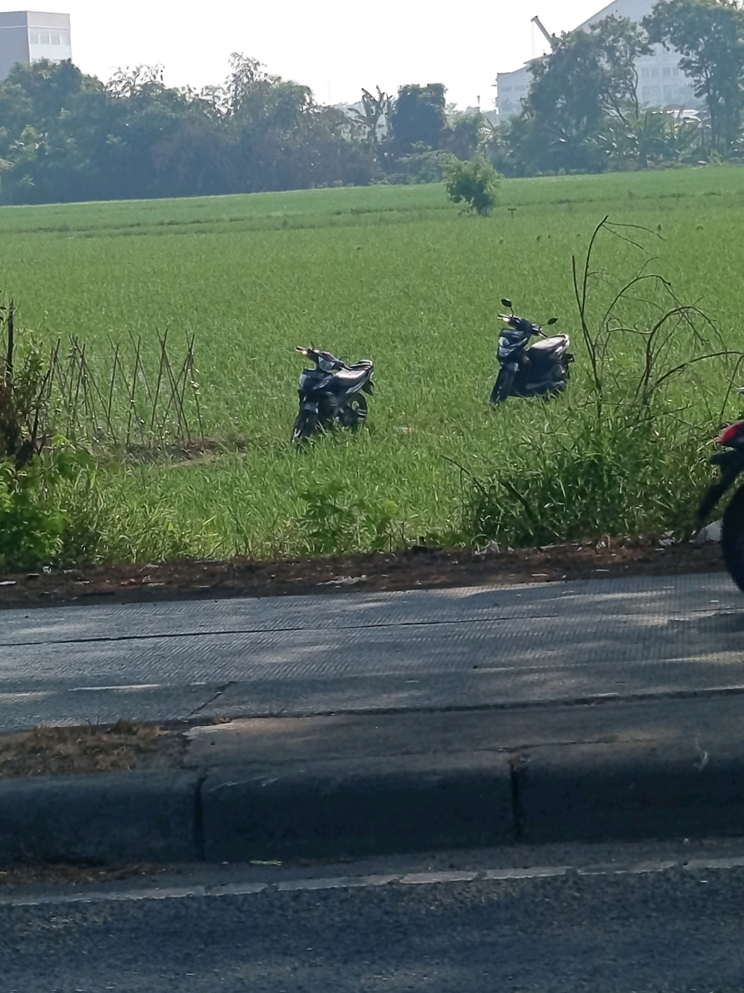 The image depicts a rural scene in Karawang, Indonesia, with a vast green rice field stretching into the distance. In the foreground, a paved road with a concrete curb runs horizontally across the frame. Two dark-colored scooters are parked in the lush vegetation on the edge of the rice field. The field is dotted with thin, vertical wooden stakes, possibly for supporting crops or marking boundaries. In the background, a modern building with a light-colored facade and a crane are visible, suggesting the proximity of an urban or industrial area. The sky is overcast, creating a soft, diffused light. The overall impression is one of a transitional landscape, where rural agricultural land meets developing infrastructure.
