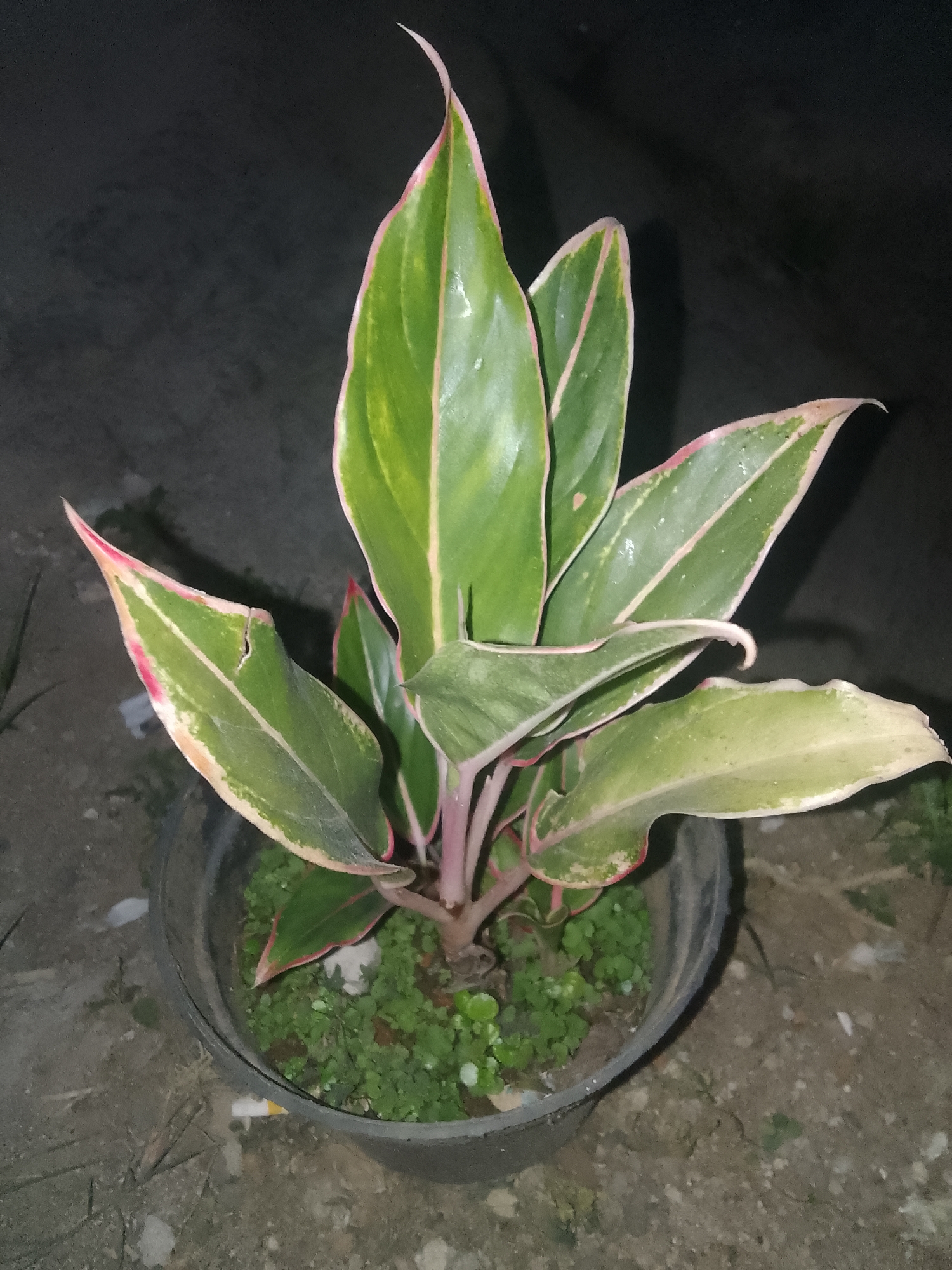 A medium shot shows a potted plant with green leaves edged in pink and white, with pink stems, situated on a rough, dark ground. The plant is in a dark gray pot. The background is dark and out of focus, suggesting a nighttime setting in Cisarua, Indonesia.