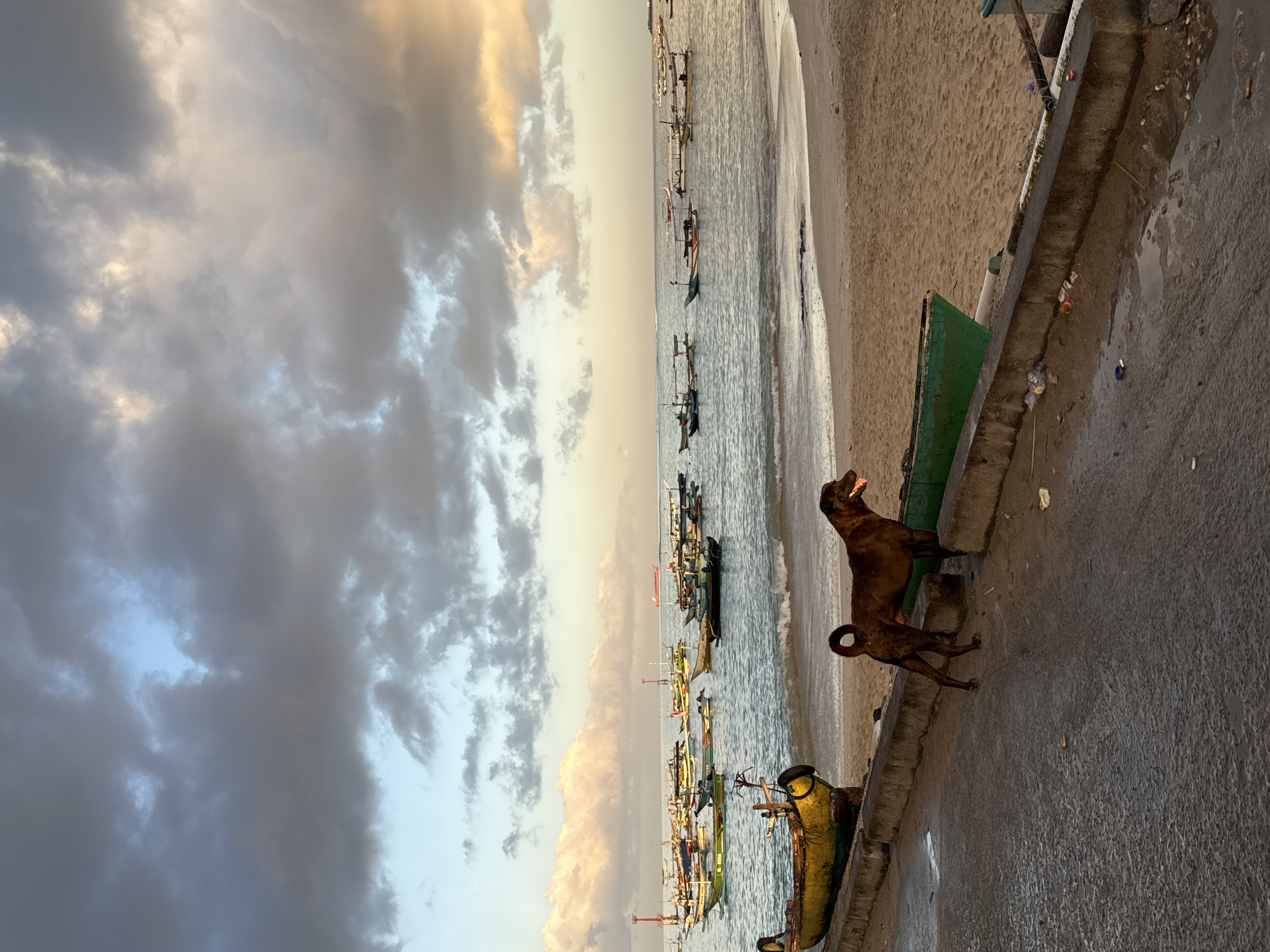 The image shows a coastal scene, likely in Kuta, Indonesia, given the presence of traditional outrigger boats in the water. The sky is dramatic, with dark, heavy clouds contrasting with lighter, sunset-tinged areas. Numerous boats, some brightly colored, are anchored near the shoreline, which consists of a sandy beach meeting a concrete barrier or seawall. On this wall, there are two dogs: one is larger and darker, standing with its head raised, possibly barking or panting; the other is smaller and crouched, positioned between the wall and its counterpart. There are discarded plastic bottles and packaging along the wall.