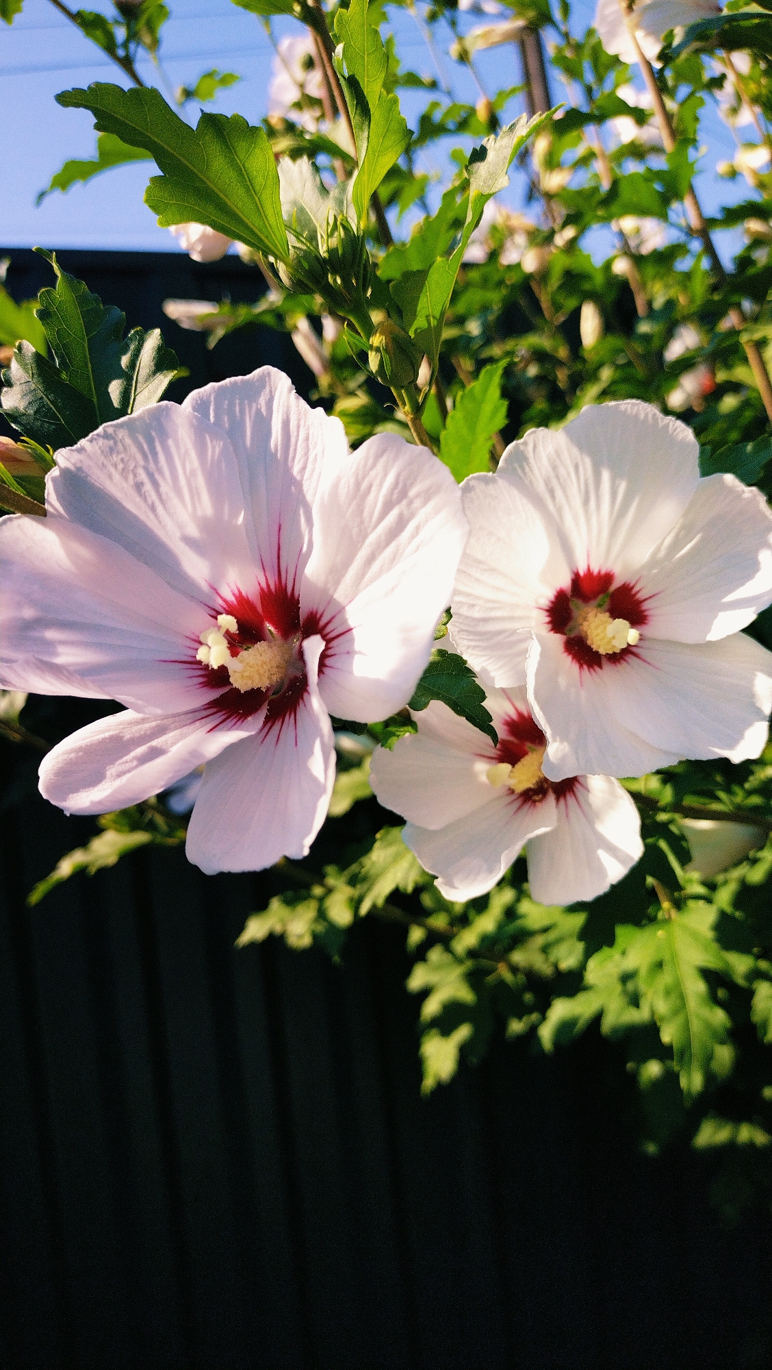 The image shows a close-up view of three white hibiscus flowers with deep red centers, blooming on a green, leafy bush. The flowers are in various stages of bloom, with one fully open and two partially open. The background is a dark, out-of-focus fence, with a bright blue sky visible above the foliage. The lighting suggests it is daytime, likely in the late afternoon or early morning due to the golden hue and strong shadows. The scene is set in a residential area, possibly a garden or yard, in the city of Horishni Plavni, Ukraine, given the context. There are no people or animals visible in the image.