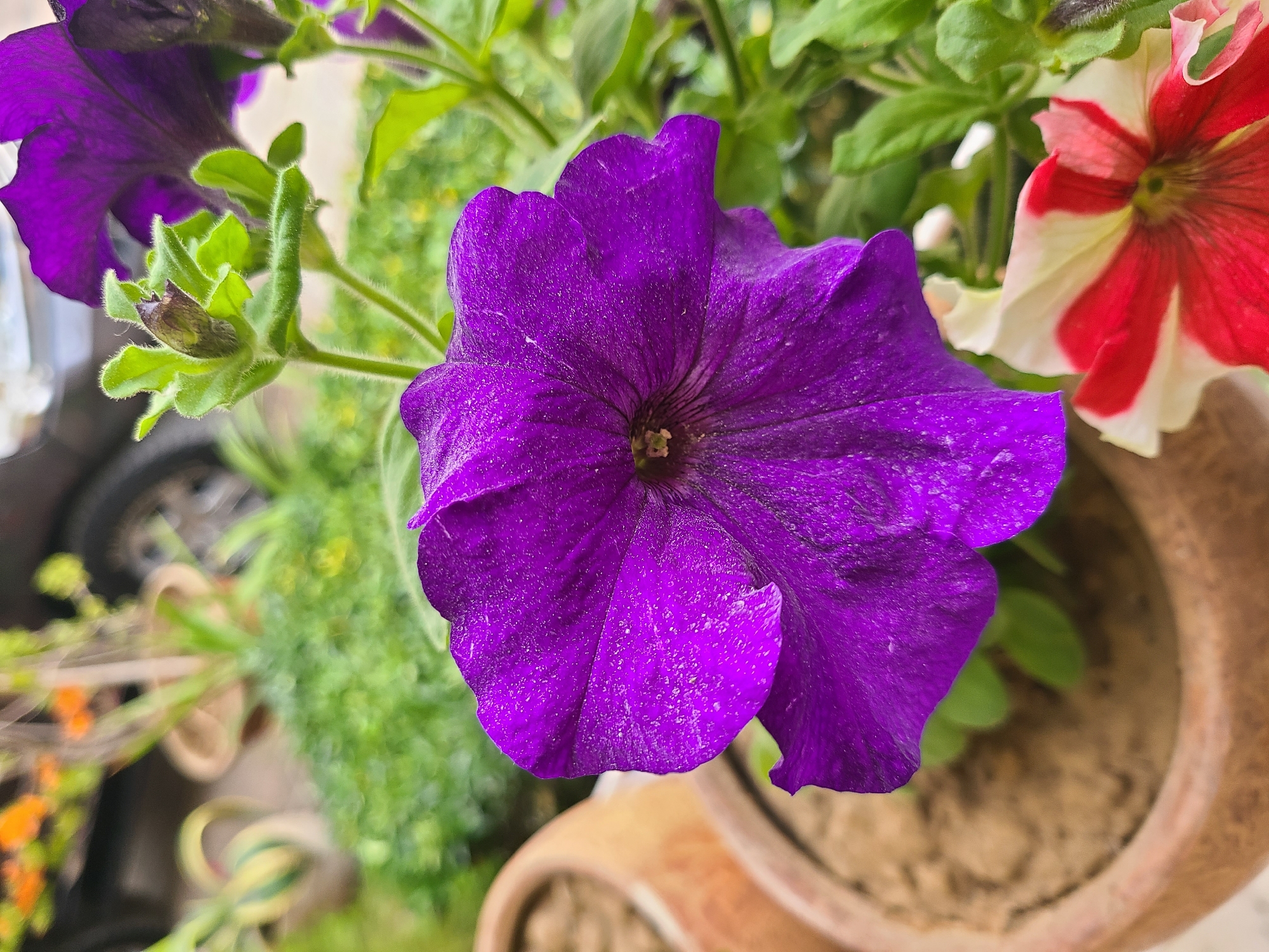 The image shows a close-up of a purple petunia flower in a terracotta pot. Other plants and flowers, including a red and white petunia, are visible in the background, which is slightly blurred. A car tire is also partially visible in the background. The image was likely taken in an outdoor setting. The presence of the flower pot suggests it could be in a garden or balcony. The exact location is not possible to determine from the image.