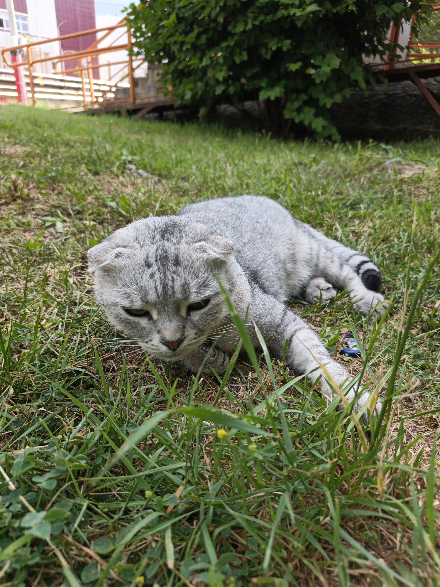 A Scottish Fold cat lies on its side in a patch of green grass, its body partially obscured by the blades. The cat is a silvery grey with darker tabby markings and has its distinctive folded ears. One paw is extended forward, and its tail, also striped, is visible curled behind it. In the background, a bright orange railing and a portion of a building with white and pink sections are visible, along with a dense green bush. The scene appears to be outdoors, possibly in a park or residential area within Goryachiy Klyuch, Russia.
