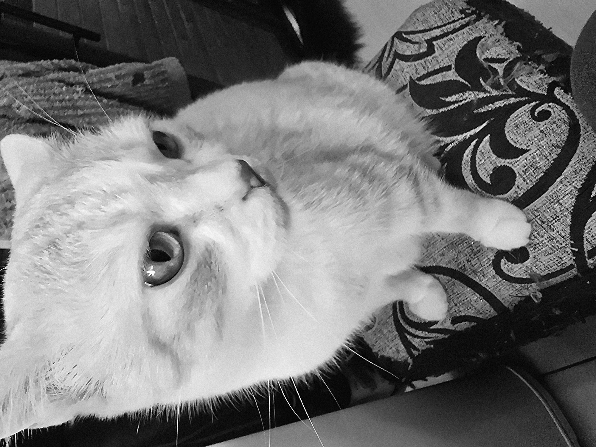 A black and white, close-up, high-angle medium shot shows a light-colored domestic cat sitting on a patterned cushion. The cat is facing to the right and looking downwards. Its fur is fluffy, with faint tabby markings visible on its head and body. The cat's left eye is prominent, with a visible pupil. Its whiskers are long and white. The cushion has a dark, ornate pattern on a lighter background. The background of the image is blurred, showing hints of furniture and fabric. The overall impression is of a domestic setting.