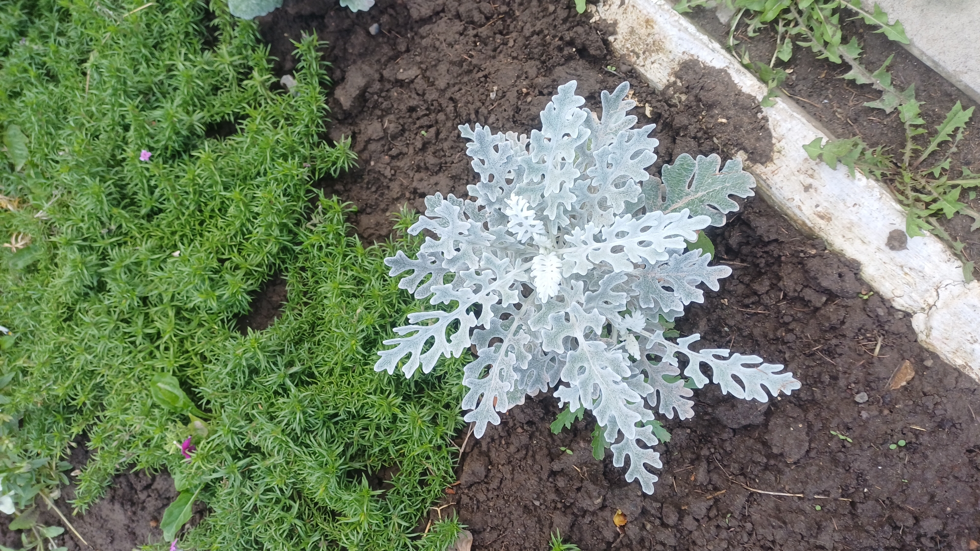 An overhead, full shot captures a small, silver-leafed plant nestled in dark soil. The plant, centrally located, exhibits intricate, lacy foliage. Behind it, a dense carpet of fine, green foliage stretches across the background, with a few tiny purple flowers scattered within. The foreground is bordered by a weathered, white concrete edge, with some stray green weeds growing along its side. The scene appears to be a garden bed in a residential area. Based on similar garden designs and plant selections, this location is likely in Izhevsk, Russia.