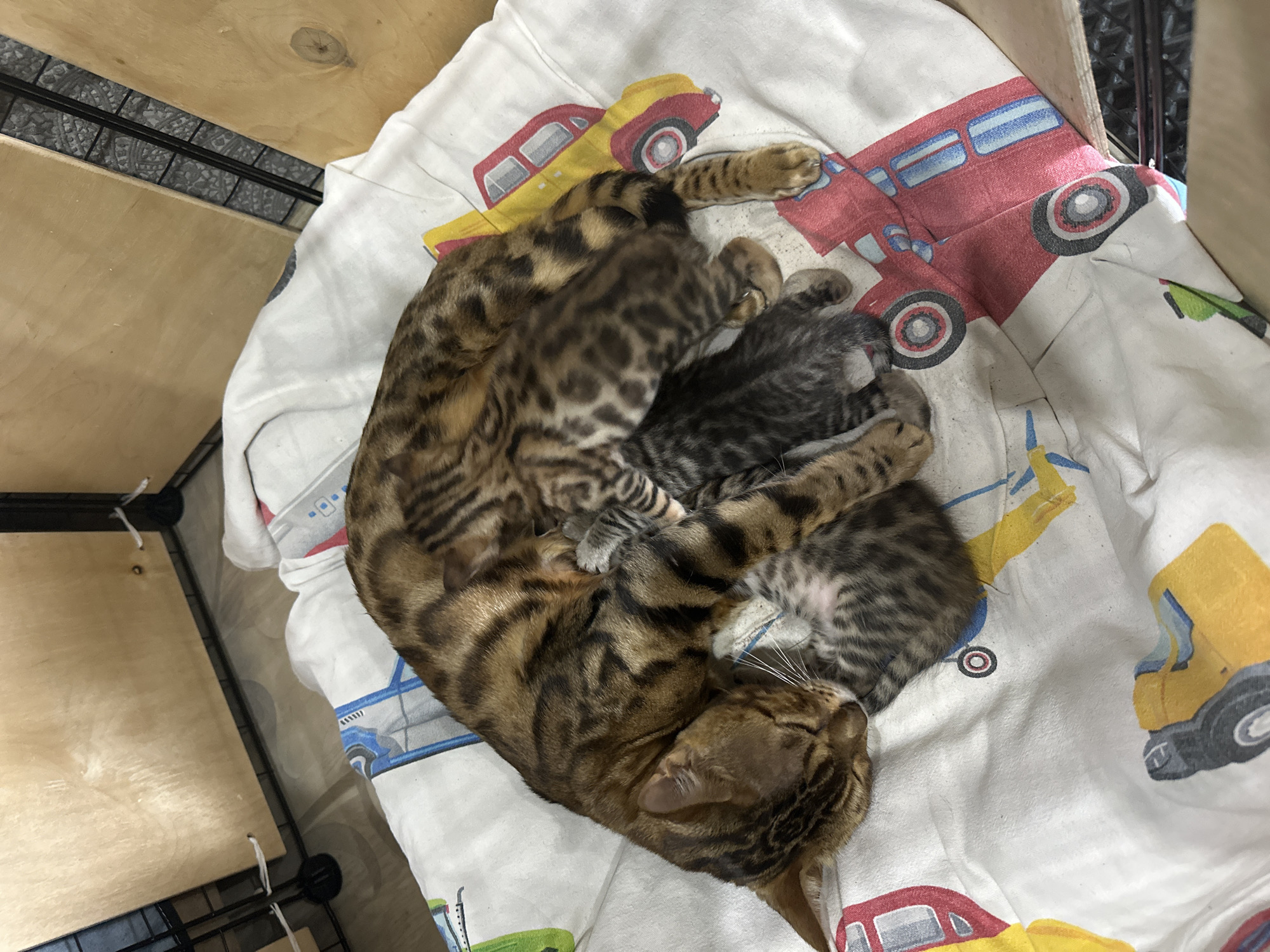 An adult Bengal cat is sleeping on a white blanket adorned with colorful cartoon trucks. Three kittens are nestled close to the mother cat, with at least two of them appearing to be nursing. The scene takes place indoors, within a contained area, likely a pet enclosure, with wooden panels forming the walls. The floor is visible beneath the blanket and appears to be a laminate or tiled surface. The lighting suggests an indoor environment, possibly a home or shelter. The location is Linevo, Russia.