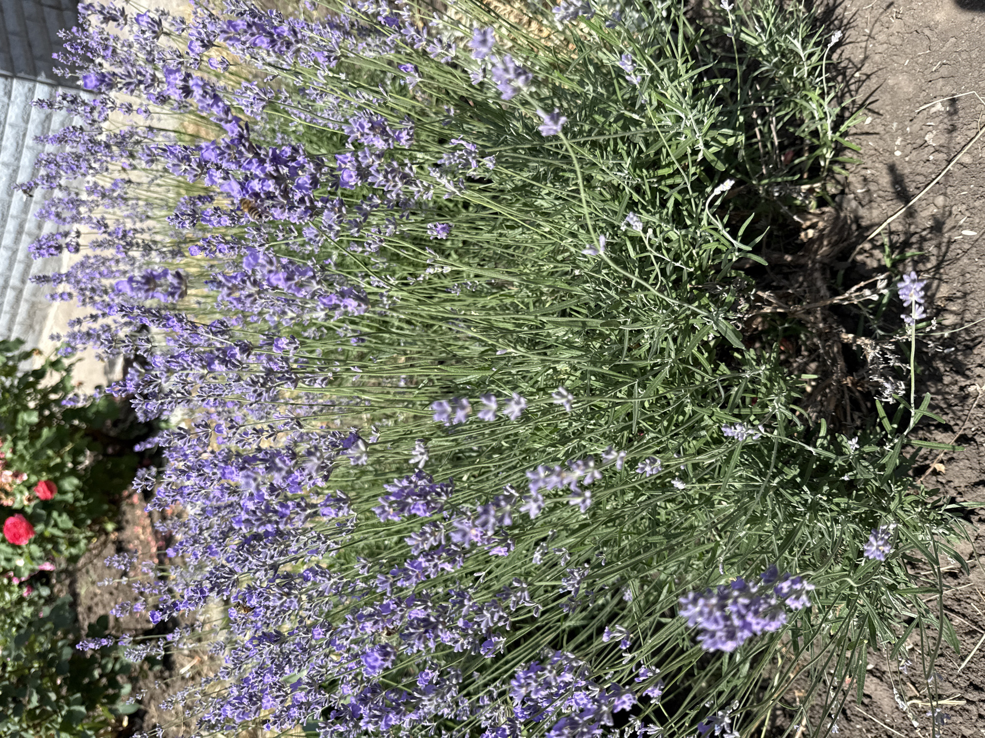 A medium shot shows a bush of lavender in bloom. The lavender flowers are a deep purple and are clustered together on long, slender stems. The leaves are a silvery-green and are thin and needle-like. The bush is dense and appears to be healthy. In the background, out of focus, are some red roses and a brick wall. A bee can be seen on one of the lavender flowers, gathering nectar. The ground around the bush is dark soil with some dry leaves and straw. The lighting suggests it is a sunny day.
