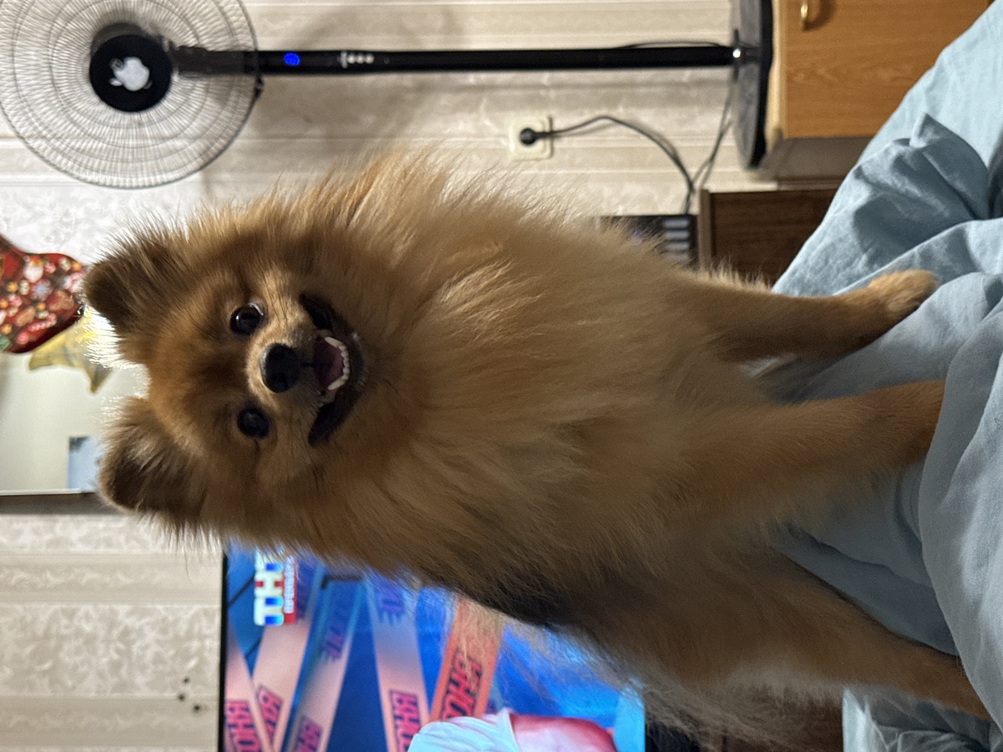 A small, fluffy Pomeranian dog with tan fur sits on a blue blanket, looking directly at the camera with its mouth slightly open. Behind the dog, a television screen displays a colorful graphic with text. To the right of the dog is a black standing fan with a blue light, and further to the right are wooden furniture pieces, including a drawer and a cabinet. The background wall has a textured wallpaper pattern. The scene appears to be indoors, in a domestic setting. There is no visible indication of the specific location in the city of Khimki, Russia.