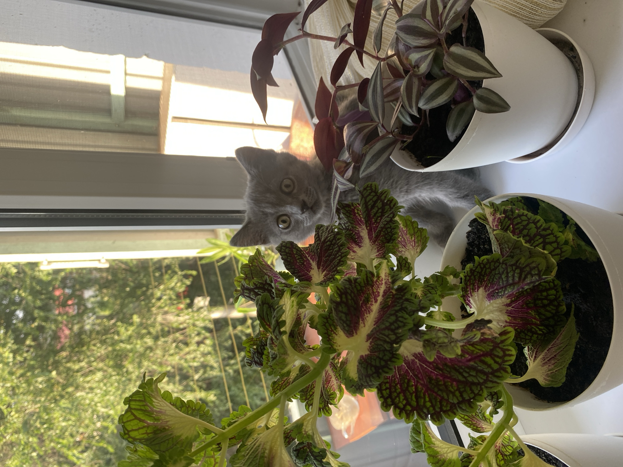 A curious, grey kitten with wide, amber eyes peers from behind a leafy green and purple plant. The kitten is sitting on a windowsill, with a second potted plant to its right. The plants are lush and vibrant. Beyond the windowsill, trees and foliage are visible, suggesting an outdoor setting. The lighting indicates it is daytime, likely late afternoon due to the warm, golden light filtering through the window. The scene appears to be a domestic environment. The location in the city of Tekeli, Kazakhstan is not determinable from the image content.