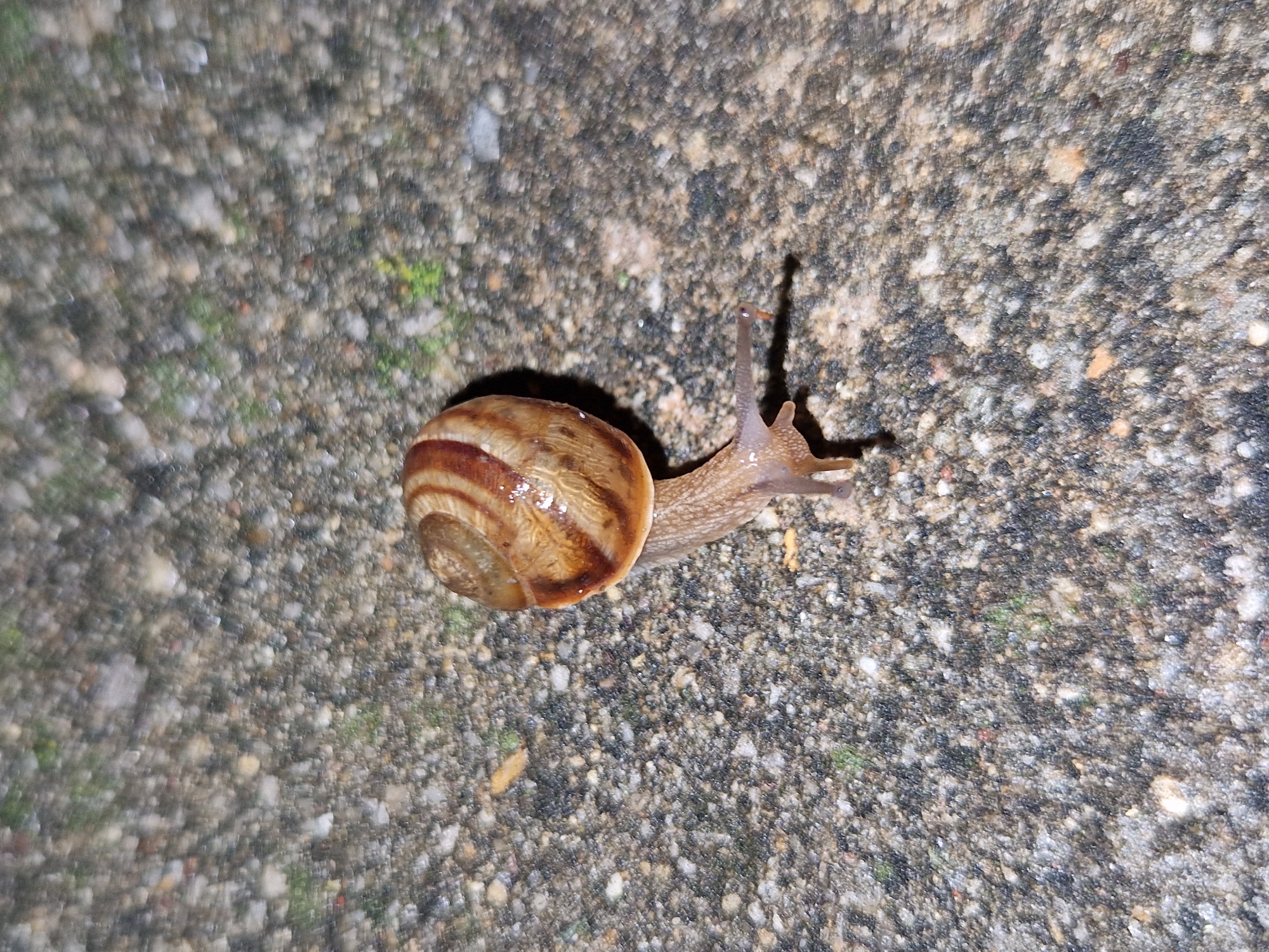 A single snail is depicted on a textured, grey, pebbled surface. The snail's shell is coiled and displays brown stripes. Its body is extended, appearing to move across the surface. The lighting suggests it might be nighttime or a dimly lit area. There is no information about the city of Sofia, Bulgaria, or any human presence in the image.