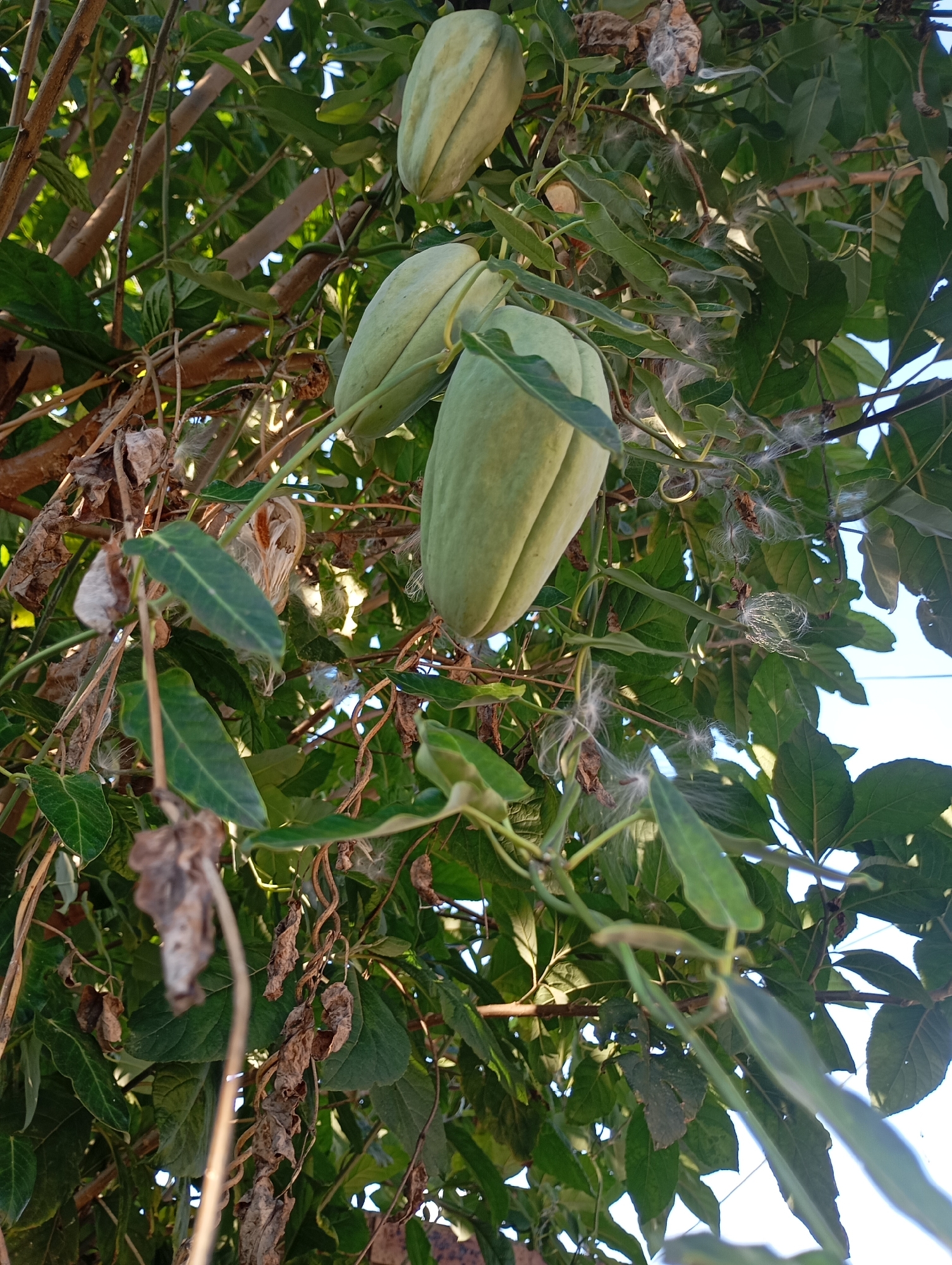 The image shows a vine with large, green, pod-like fruits hanging from it. Fluffy white seeds are also visible among the leaves. The plant is growing amongst other greenery and branches, with a glimpse of blue sky visible through the foliage. The specific location within Johannesburg, South Africa, cannot be determined from the visual information.