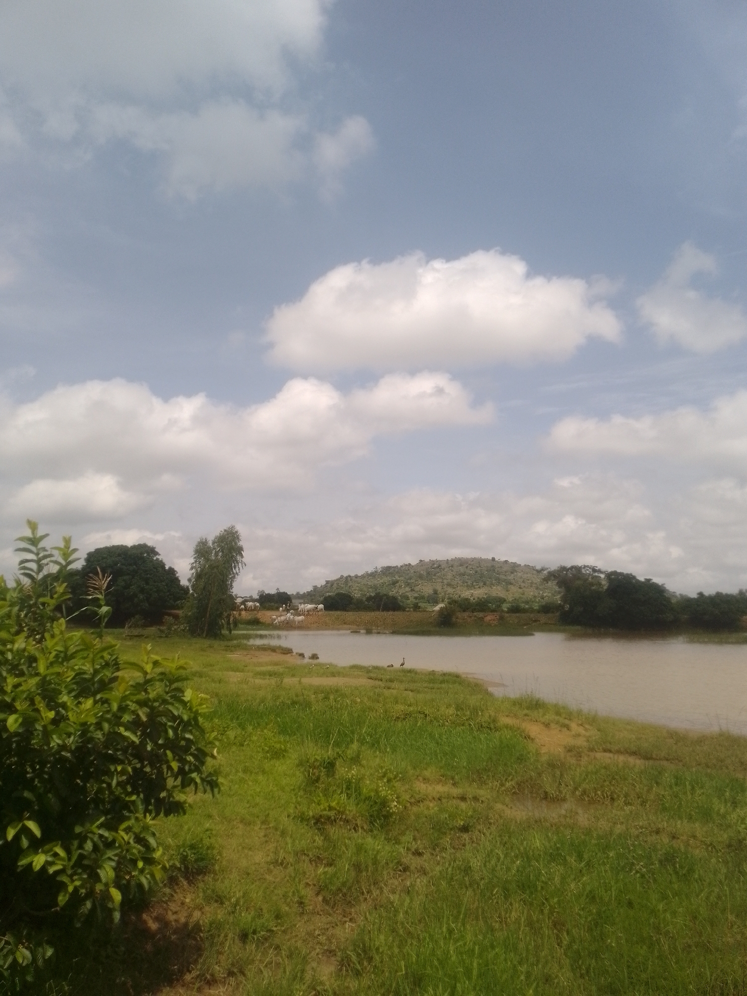 A picturesque landscape unfolds under a partly cloudy sky, showcasing a serene body of water with a gently sloping grassy bank. The foreground is dominated by lush green vegetation, a dense bush on the left and a field of tall grass stretching towards the water. Across the water, the opposite bank features a scattered group of white cattle grazing near a few buildings. In the distance, a tree-covered hill rises, its slopes dotted with trees. The scene is tranquil and natural, suggesting a rural or undeveloped setting.