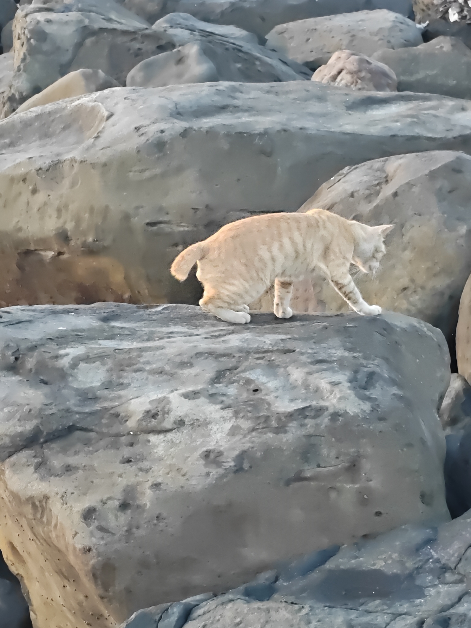 A light orange tabby cat with white paws walks cautiously across large, gray rocks. The rocks appear to be part of a coastal breakwater or shoreline. The image was taken during the day in Lhokseumawe, Indonesia.