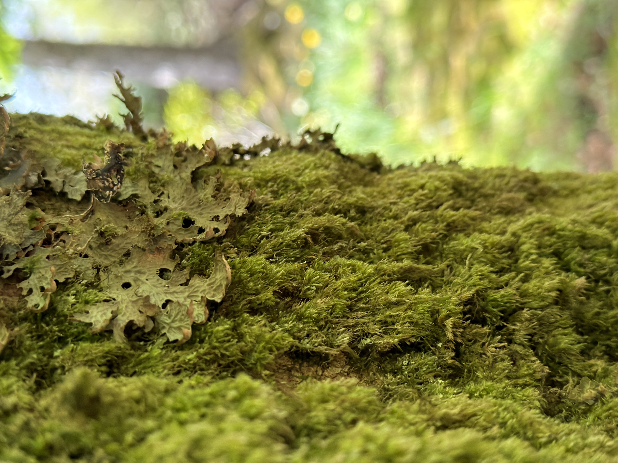 A close-up shot shows a patch of vibrant green moss and lichen growing on a surface, likely a tree trunk or rock, in a damp environment. The moss is thick and carpet-like, with individual strands visible in the sharp focus. A piece of lichen with a lobed, irregularly shaped edge rests on top of the moss, displaying a mottled gray-green color. The background is soft and blurred, suggesting a forest setting with muted greens and yellows filtering through the leaves. The bokeh effect indicates sunlight dappling through the trees. The image does not contain any discernible people or actions. The location of the image is unknown, but is supposedly in Dunvegan, United Kingdom.