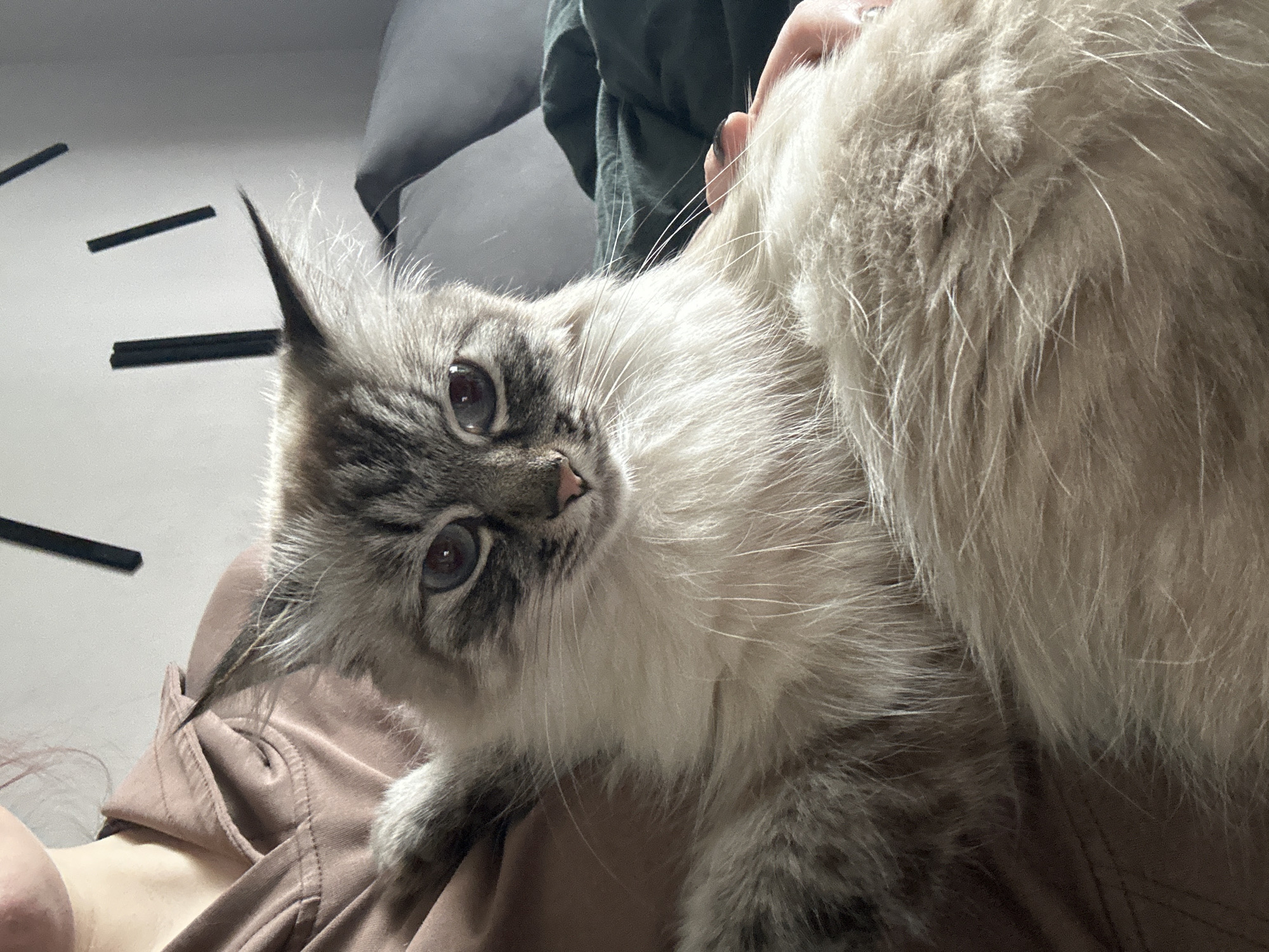 A medium shot depicts a light-furred cat with grey markings lying on a person's lap. The cat is looking up at the camera. A hand is visible touching the cat's fur. A grey cushion is slightly visible in the background, along with black decorative elements on a white wall. The person is wearing a light brown garment. There are no indications of Kuda, Russia, being depicted in the scene.
