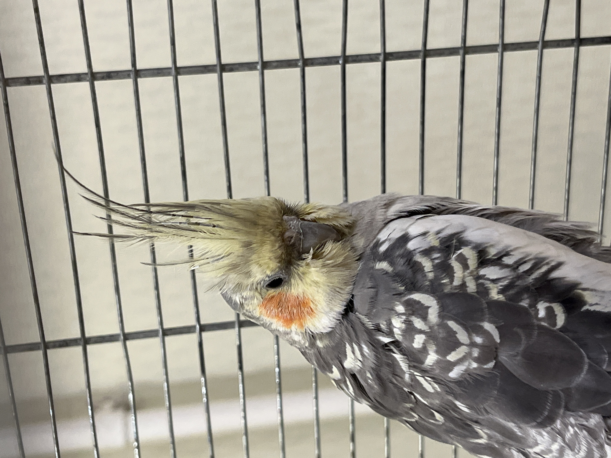 A cockatiel with grey, white, and yellow plumage is perched on a metal cage, with its crest raised. The background is a pale, textured wall, and the cage bars are dark grey. The bird is looking down and to the right. There is no indication of Ivanteyevka, Russia, in this image.