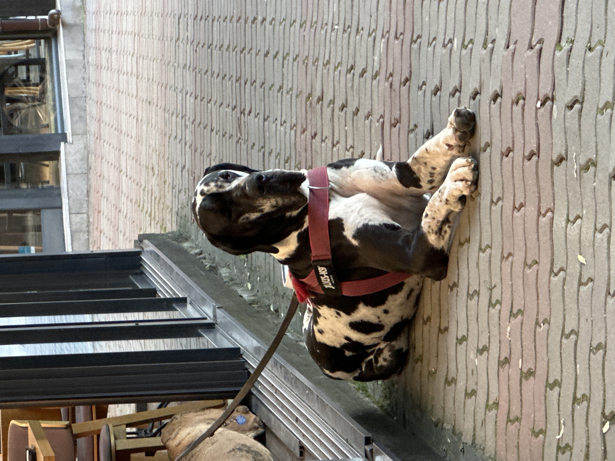 A large, black and white spotted Great Dane wearing a red harness and leash lies belly-up on a patterned brick sidewalk. The dog's paws are pressed against the sidewalk. To the left of the dog are metal steps leading down to a seating area with wooden chairs. In the background, a brick building is visible. The image was taken in Veliko Tarnovo, Bulgaria.