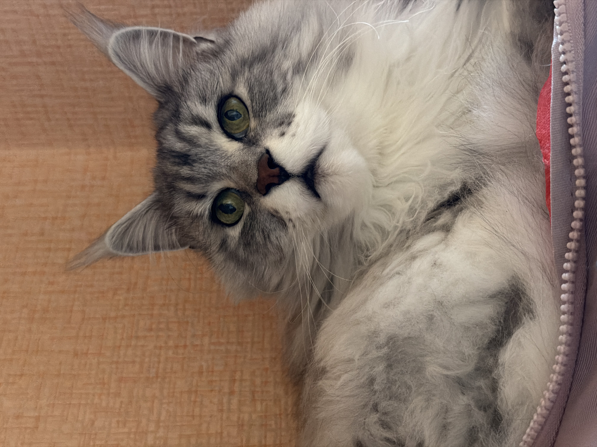 A close-up shot of a grey and white Maine Coon cat lying on its side with its head tilted towards the camera. The cat has green eyes and a pink nose, and its fur is long and fluffy. The background is a textured orange surface and a lilac garment with a zipper. The photograph was taken in Chaikovsky, Russia.