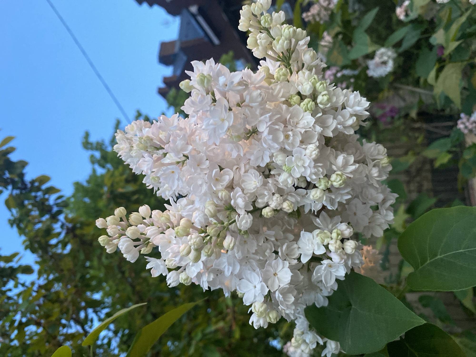 The image features a cluster of white lilac flowers in full bloom. The blossoms are densely packed, with some still in bud form. Green leaves are visible behind the flowers. In the background, there's a glimpse of a building, suggesting an urban setting. The time of day appears to be late afternoon or early evening, given the soft light and blue sky. The image was taken in Moscow, Russia.