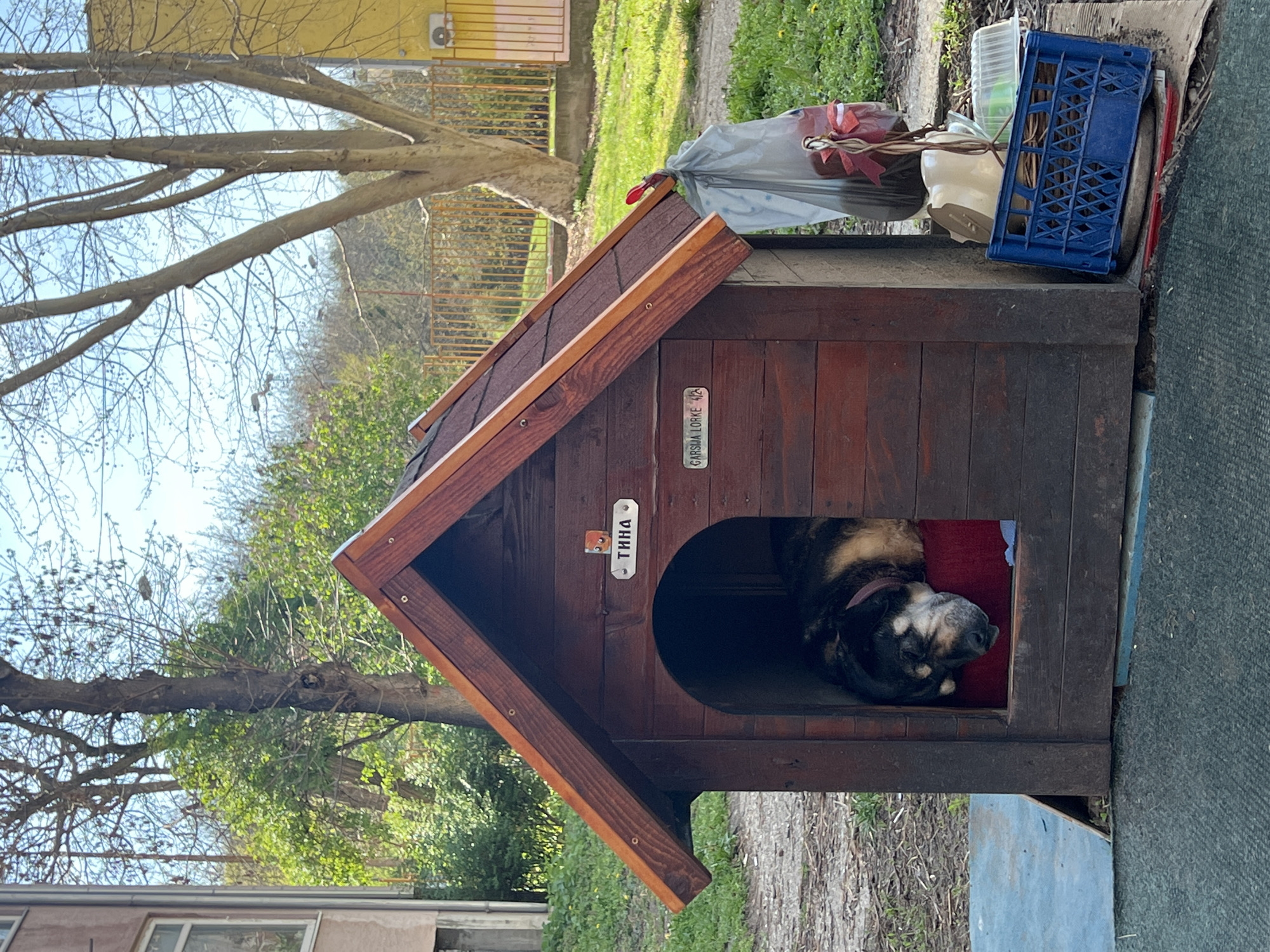 The image shows a dog sleeping inside a wooden doghouse outdoors. The doghouse has a sign with the name "TINA" on it and another sign reading "GARSIMA LORKE 4/2". The doghouse is surrounded by foliage and a tree in the background. The location is Palilula Urban Municipality, Serbia, as "GARSIMA LORKE 4/2" refers to Garsije Lorke Street in Palilula. There are various objects on top of the doghouse, including a blue crate, a gray bag, and other containers. The dog is lying on a red cushion inside the house.