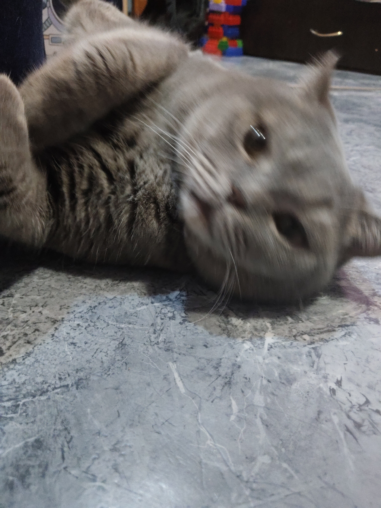 A gray cat is lying on a marble floor. The cat is angled towards the camera and appears out of focus. Behind the cat, a cabinet and some children's blocks are visible. The location is Unknown, Unknown.