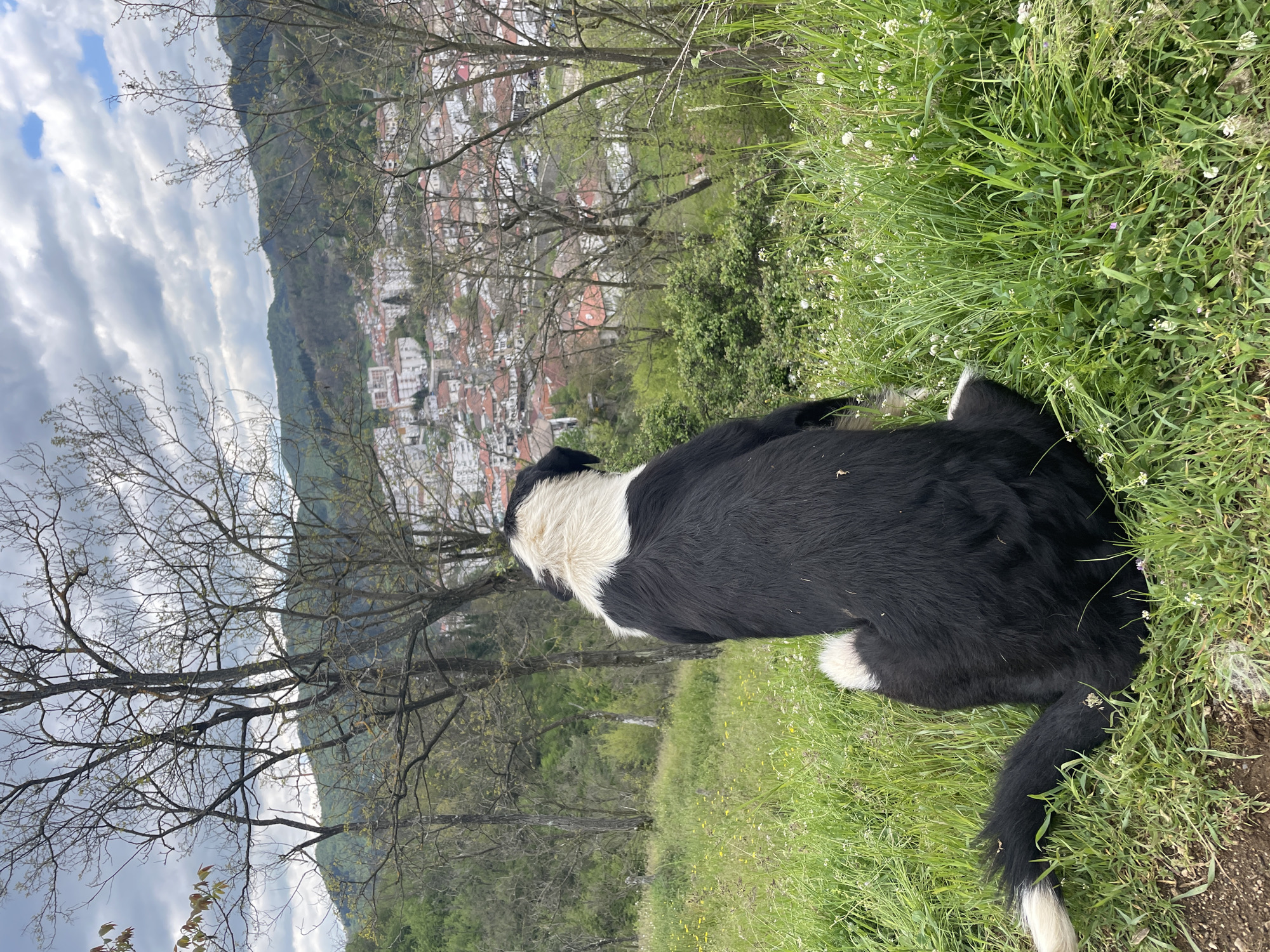 A black and white dog is lying in green grass. The grass is interspersed with small white flowers. In the background, partially obscured by bare-branched trees, is the town of Zlatograd, Bulgaria. Mountains and a cloudy sky are visible above the town.