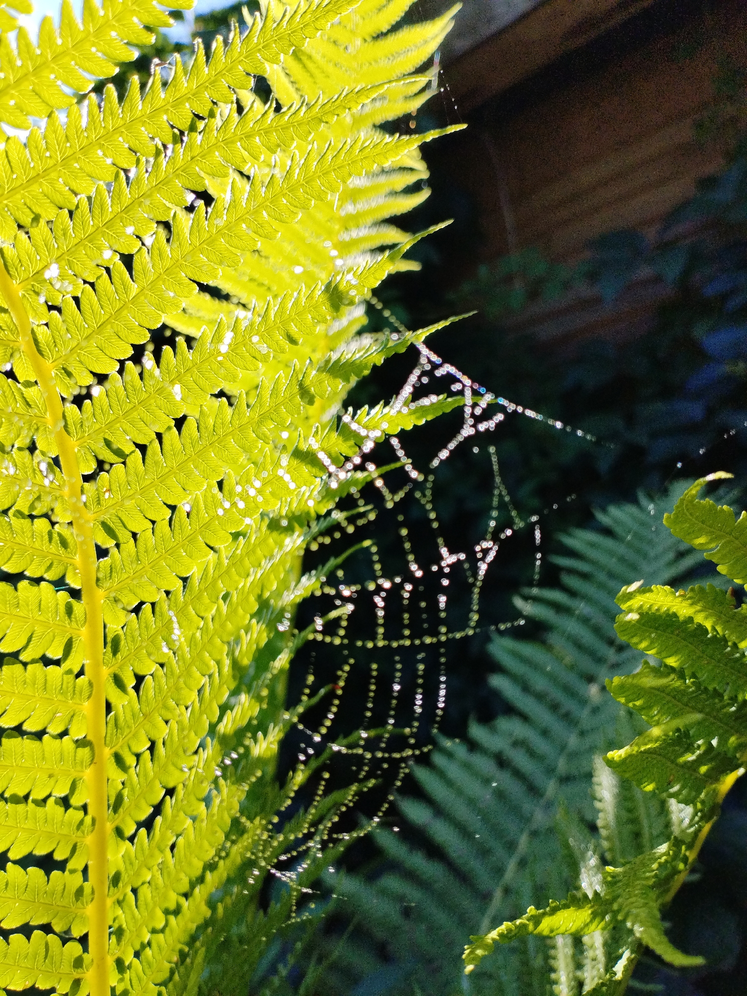 The image shows a close-up of a vibrant green fern frond, backlit by sunlight, revealing intricate details of its structure. Dewdrops cling to the delicate frond, creating a sparkling effect. In the background, a spiderweb, also adorned with tiny water droplets, is partially visible against a dark, leafy backdrop. The scene appears to be outdoors, possibly in a garden or natural setting. There are no people or visible structures that would indicate a specific location within Bialynichy, Belarus. The focus is on the natural elements of the fern and the spiderweb, highlighting the beauty of small details in nature.
