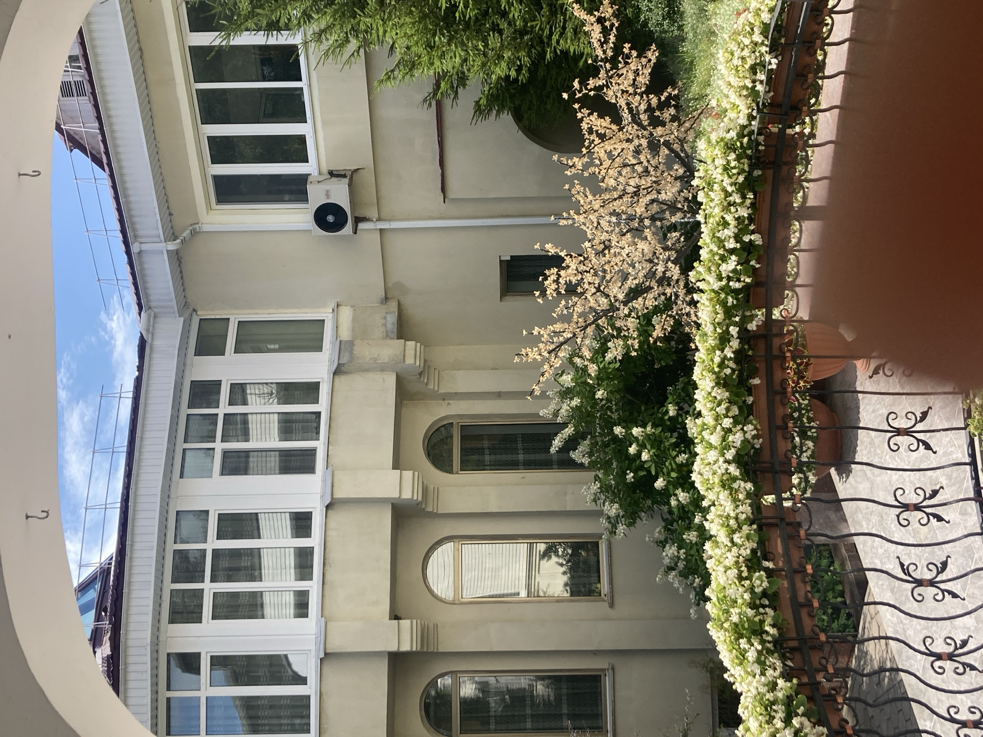 The image depicts a courtyard area likely located in Baranavichy, Belarus. A cream-colored building with multiple large windows, some with arched tops, forms the backdrop. The windows on the upper floor are large and rectangular with white frames, reflecting the sky. Below these, three arched windows are visible. An outdoor air conditioning unit is mounted on the exterior wall. In the foreground, a decorative metal railing borders a raised planter filled with abundant white flowers. Behind the railing, more white flowering bushes and a tree with pale, possibly artificial, blossoms are visible. A tall evergreen tree stands to the right. The ground appears to be tiled. The sky is partly cloudy. No people are present in the scene.