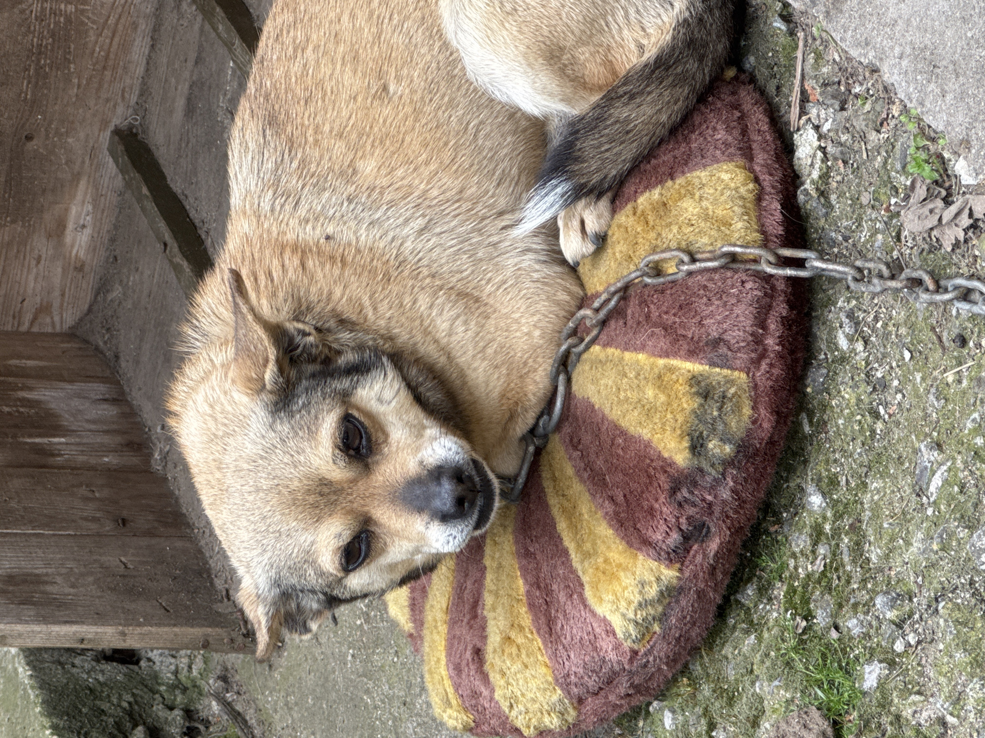 A medium-sized, tan-colored dog with a darker muzzle and tail is lying curled up on a yellow and brown striped cushion. A heavy chain, presumably a tether, is draped around the dog's neck and onto the cushion. The cushion is on a concrete or stone surface that has some moss or other plant growth. A weathered wooden structure is visible in the background on the left side. The location is likely Straldzha, Bulgaria.