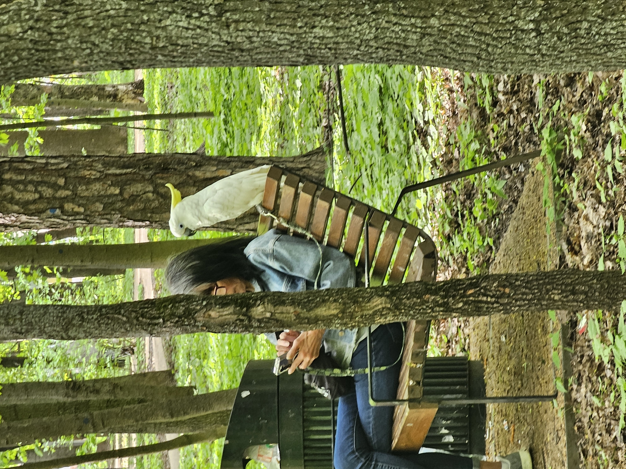 The image shows a person sitting on a park bench, using a smartphone, while a Sulphur-crested Cockatoo perches on the back of the bench. The person is wearing a denim jacket, jeans, and glasses, and has long dark hair. The bench is made of wood and metal, and is located in a forested area. The trees are visible in the background, and the ground is covered in leaves. The location is in the city of Moscow, Russia.
