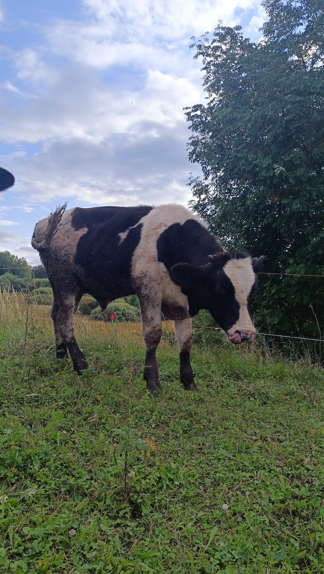 The image shows a black and white cow standing in a grassy field. The cow is facing to the right and has its head lowered, with its tongue sticking out. It appears to be partially covered in mud. The background consists of trees and a cloudy sky. There is a wire fence running horizontally across the middle of the image. The scene is outdoors, likely in a rural area. There are no people visible in the image. The location in the city of Karsha, Russia is not indicated by any visual cues within the image itself.