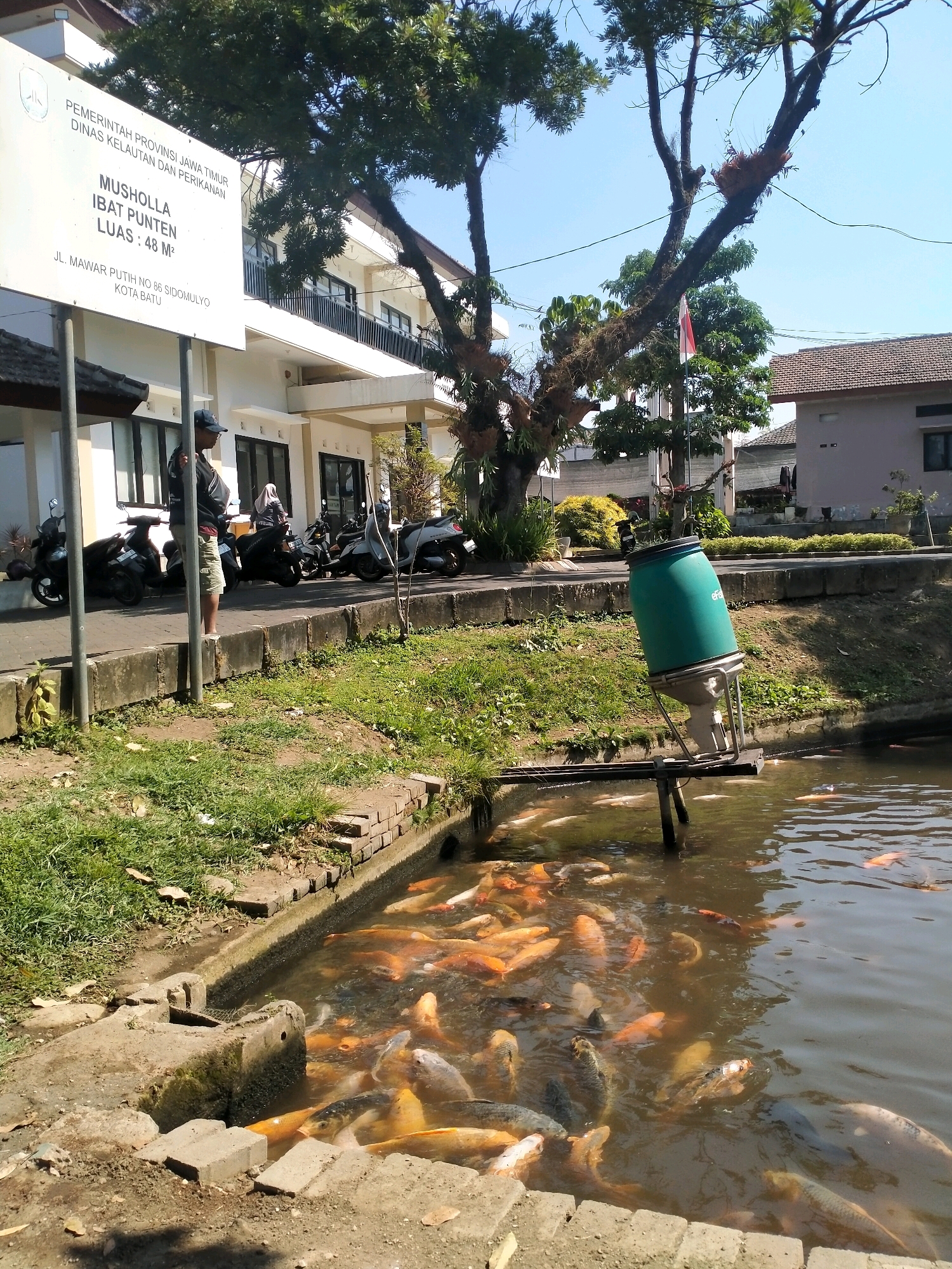 This is a medium shot, eye-level, outdoor photograph taken in Batu, Indonesia. The scene depicts a building with signage, parked motorcycles, a tree, and a pond filled with koi fish.
In the foreground, a pond is teeming with numerous koi fish of various sizes and colors, predominantly orange and white, with some darker specimens. The pond's edge is lined with rough concrete and brickwork. A metal apparatus with a large green cylindrical tank is positioned over the pond, likely a fish feeder.
To the left of the pond, a person wearing a black jacket, a cap, and patterned shorts stands facing the pond, with their back partially to the camera. Behind them, several motorcycles are parked on a paved area in front of a white building. This building has a sign with Indonesian text, indicating it is the "PEMERINTAH PROVINSI JAWA TIMUR DINAS KELAUTAN DAN PERIKANAN" (East Java Provincial Government, Department of Marine and Fisheries). Below this, it states "MUSHOLLA IBAT PUNTEN LUAS: 48 M²" and an address, "JL. MAWAR PUTIH NO. 86 SIDOMULYO KOTA BATU".
A large tree with sparse foliage dominates the right side of the frame, its branches reaching towards the sky. In the background, more buildings with tiled roofs are visible, along with a flagpole flying a red and white Indonesian flag. The overall environment appears to be a sunny day, with clear blue skies.