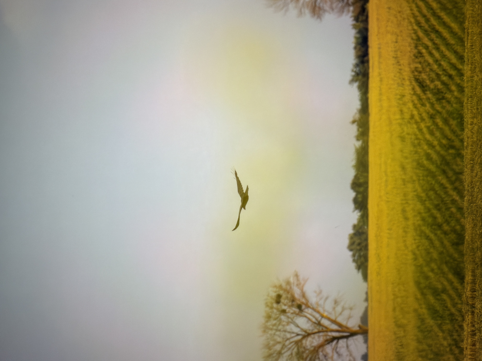 A bird with outstretched wings soars across a pale yellow sky, its silhouette dark against the light. Below, a vast field of golden grain stretches towards a line of dark green trees. A solitary bare tree with a few green sprigs on its branches stands to the left, its trunk thick and gnarled. The field is patterned with diagonal rows, suggesting it has been recently harvested or planted. The overall impression is one of natural beauty and open space, with a hint of autumnal colors. The image does not provide enough information to determine its specific location within the city of Kyiv, Ukraine.