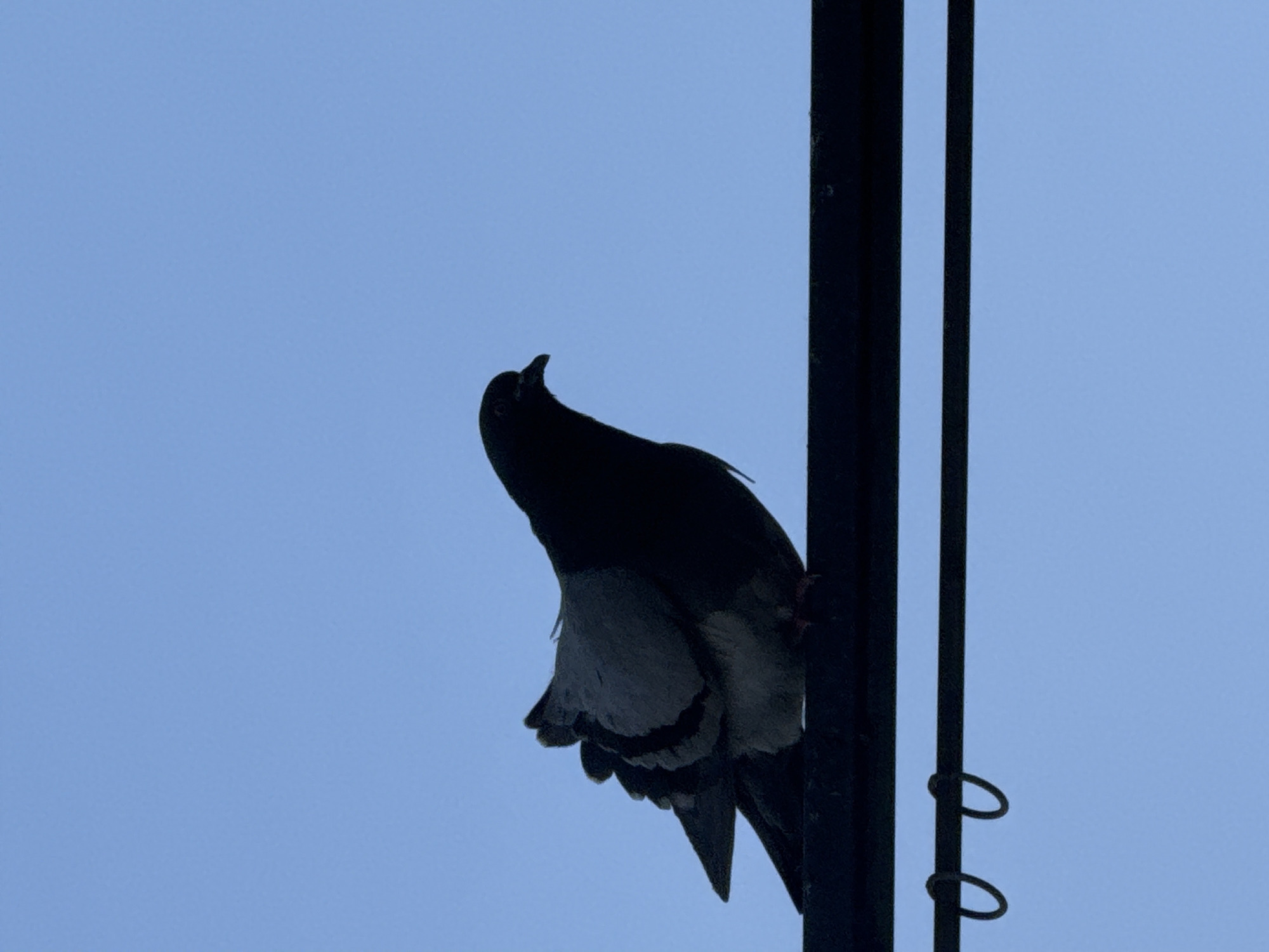 A silhouette of a pigeon is perched on a dark, horizontal bar against a clear blue sky. The pigeon is facing to the right, its feathers ruffled. Below the bar, two small, dark rings are visible, suspended from another horizontal bar. The scene appears to be an outdoor setting, possibly in the city of Tbilisi, Georgia, given the context.