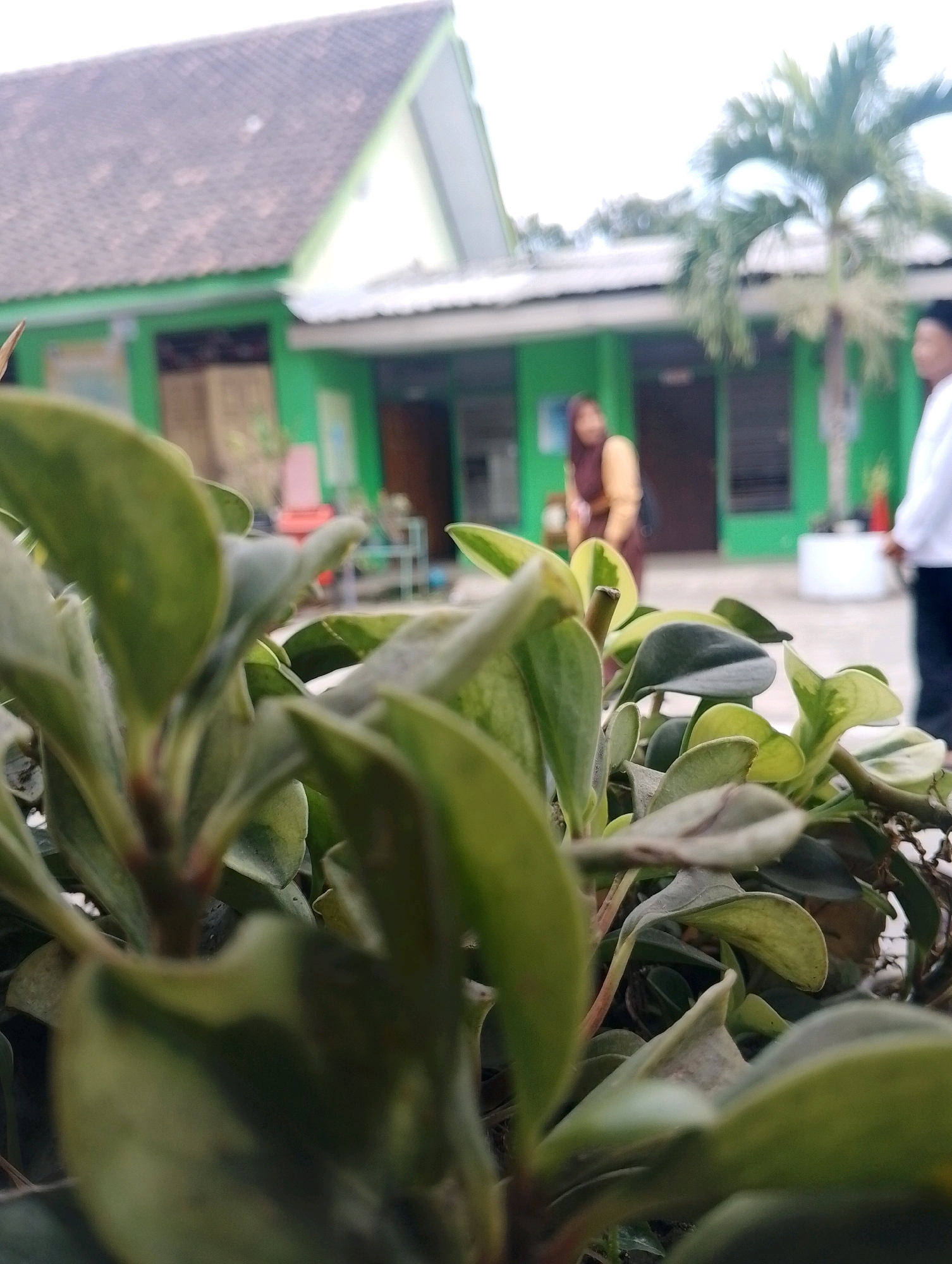 In Papungan, Indonesia, an outdoor scene unfolds with a primary focus on a lush green plant in the foreground, its leaves blurred due to shallow depth of field. Behind the plant, a building with a green facade and a brown tiled roof is visible, suggesting it could be a school or community center. Two individuals are present in the middle ground, one wearing a yellow hijab and the other in a white shirt, their features indistinct due to the blur. A palm tree stands to the right, its fronds reaching towards a bright sky. The ground appears to be paved, with some white cylindrical objects and metal structures suggesting outdoor furniture or utilities. The overall impression is that of a schoolyard or a public space adjacent to a building, captured with a close-up perspective on the vegetation.