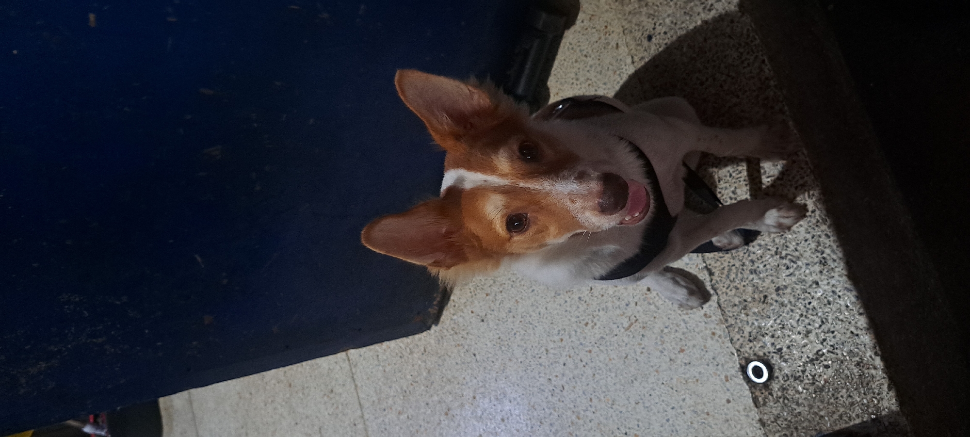 A medium shot shows a small, white and tan dog with prominent pointed ears sitting on a speckled gray surface. The dog wears a black harness and looks directly at the camera with its mouth open, panting. Behind the dog, a large, dark blue object dominates the background, its surface textured and marked. The ground beneath the dog is a speckled gray material, and a small, circular white object with a black outline is visible on the ground to the left of the dog. The lighting is dim, casting shadows on the ground. The scene appears to be outdoors, possibly in an urban environment.